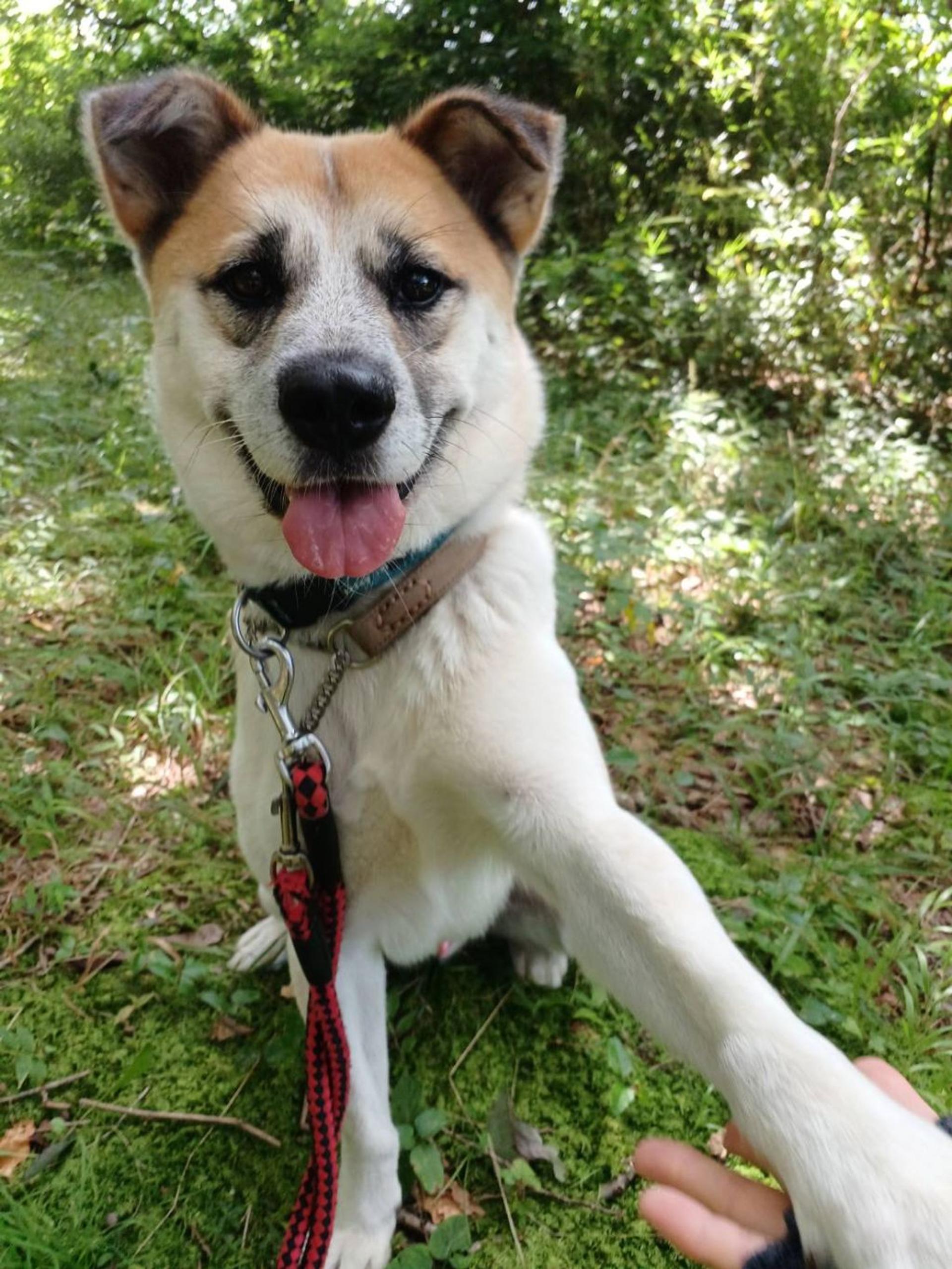 pet-image-6