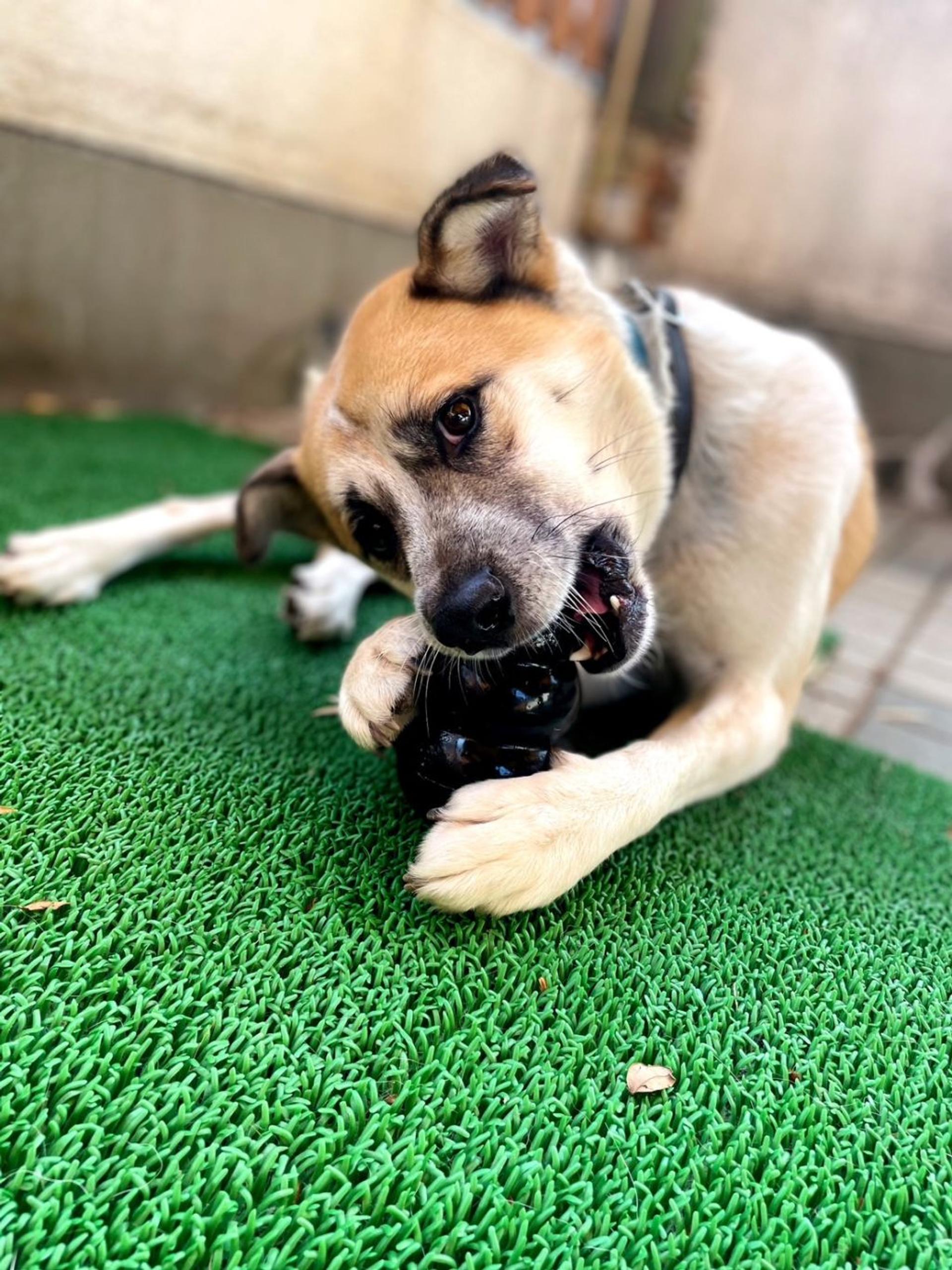 pet-image-8