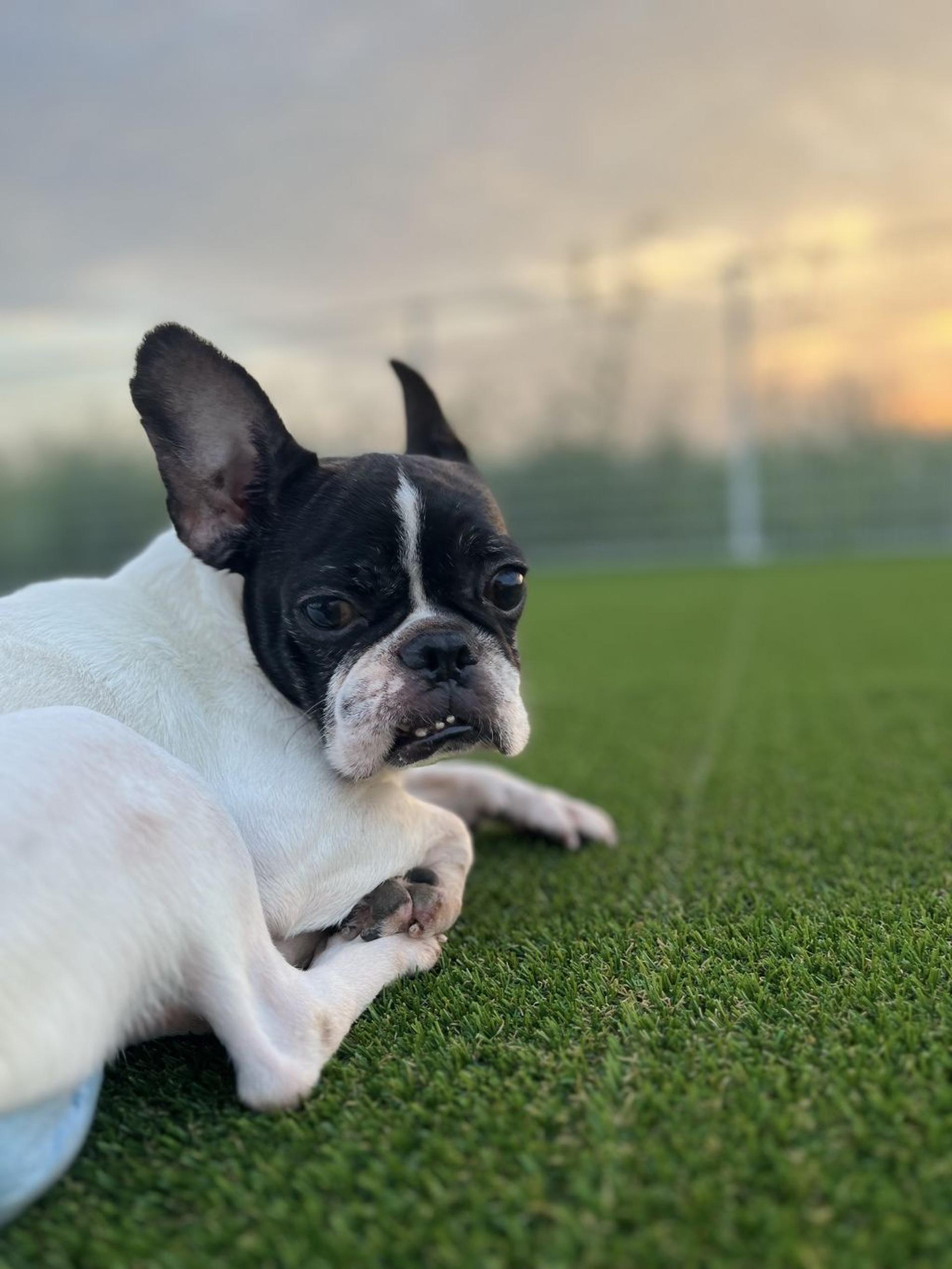 pet-image-2