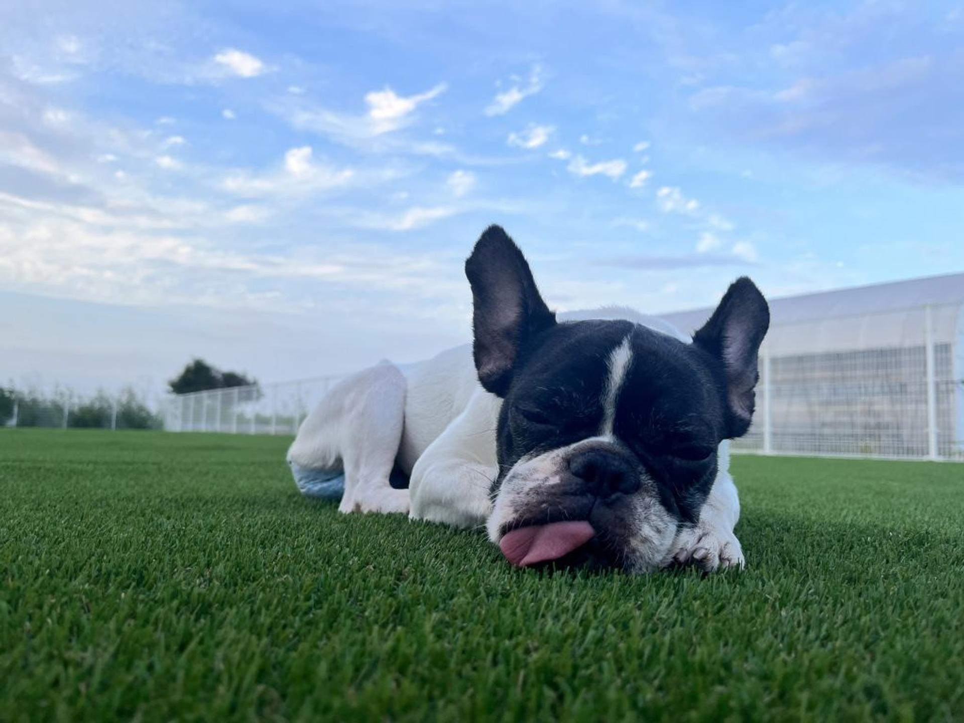pet-image-3
