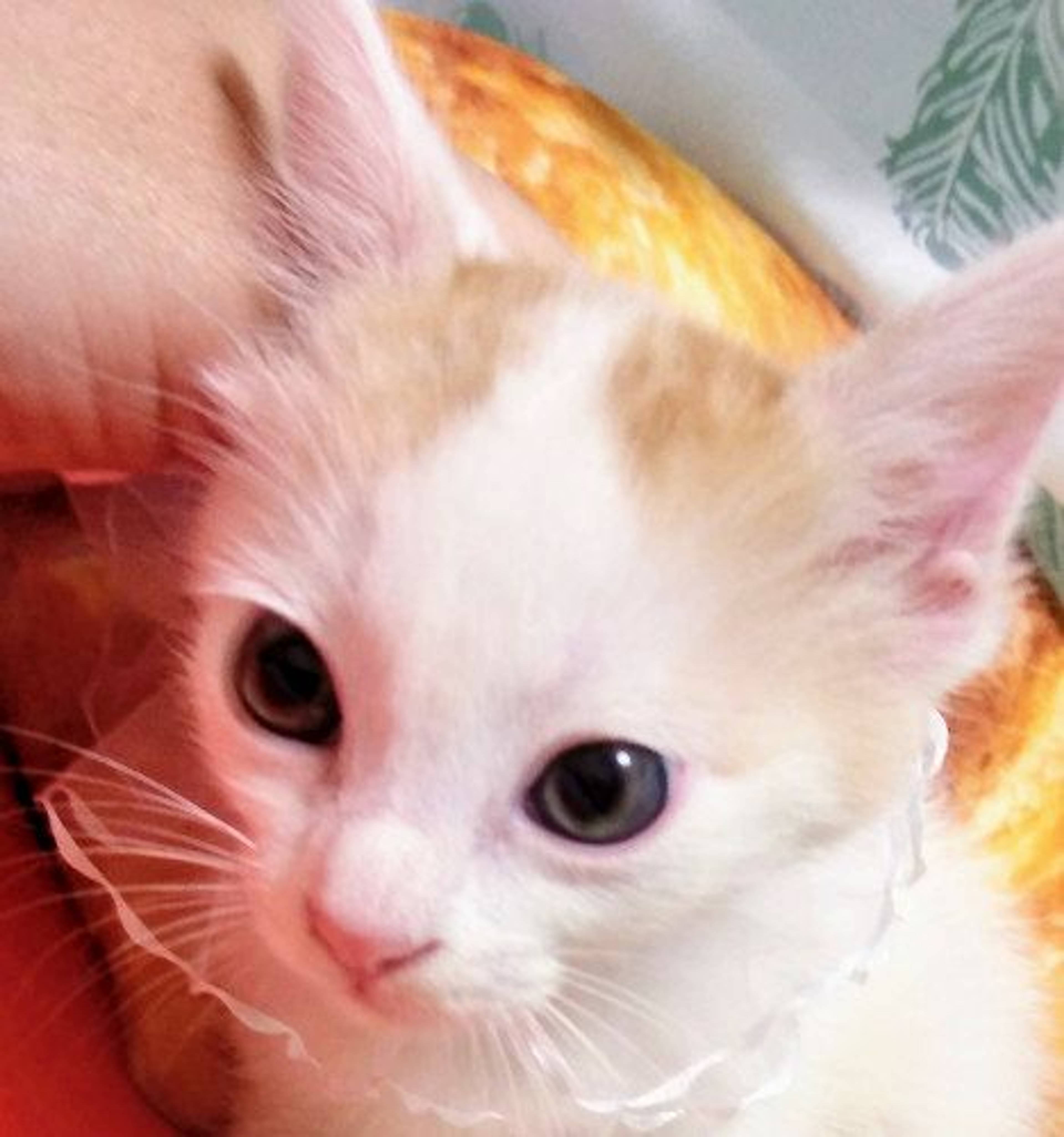 雑種（ミックス猫）・オスの里親募集の写真