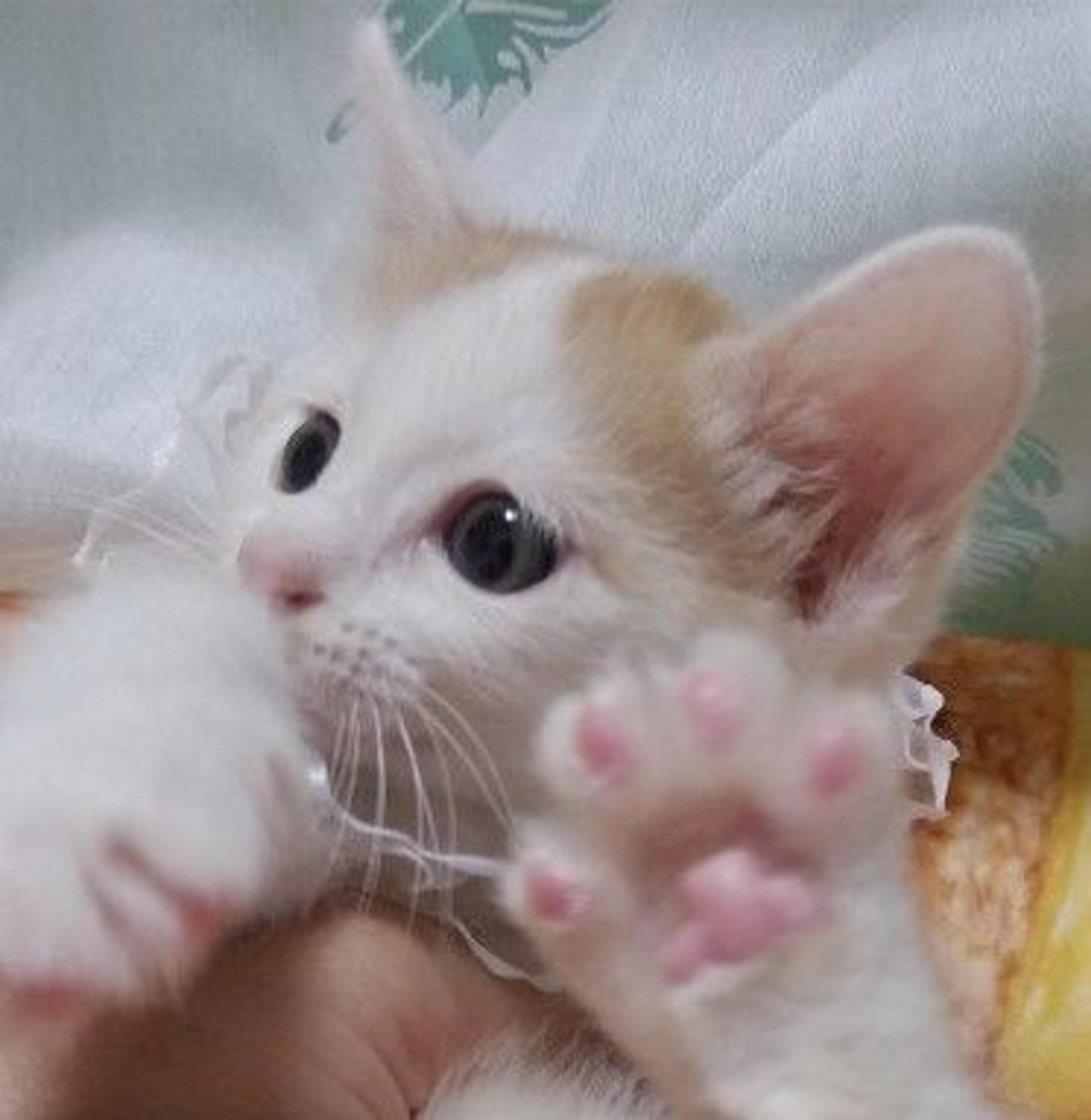 pet-image-2