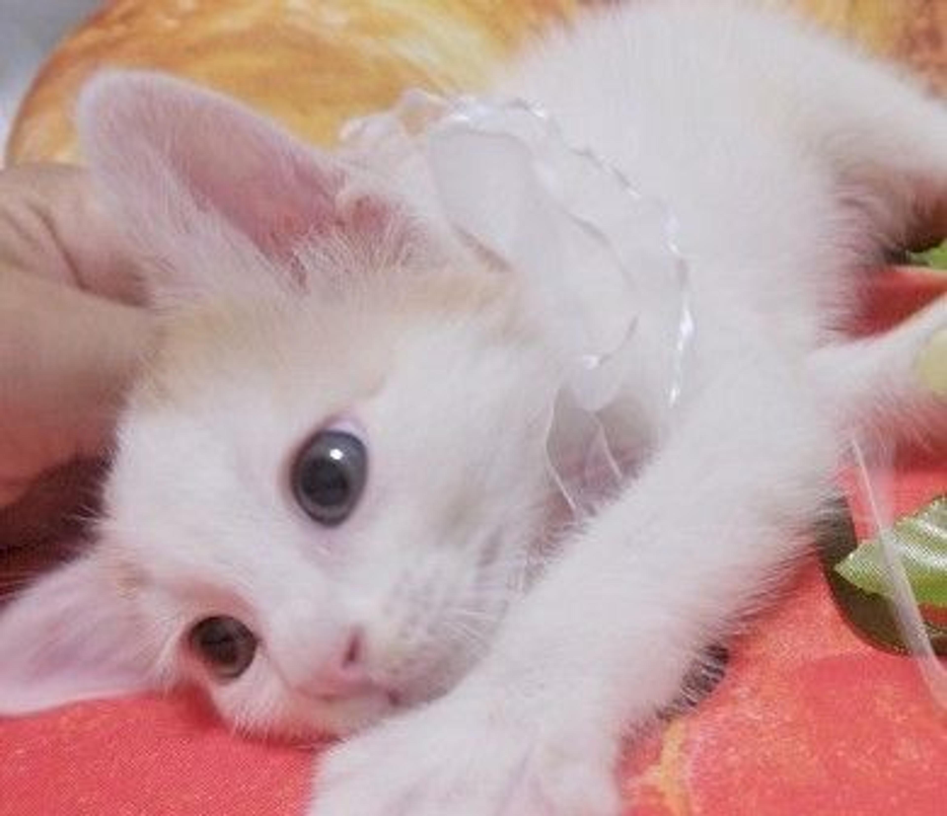 pet-image-3