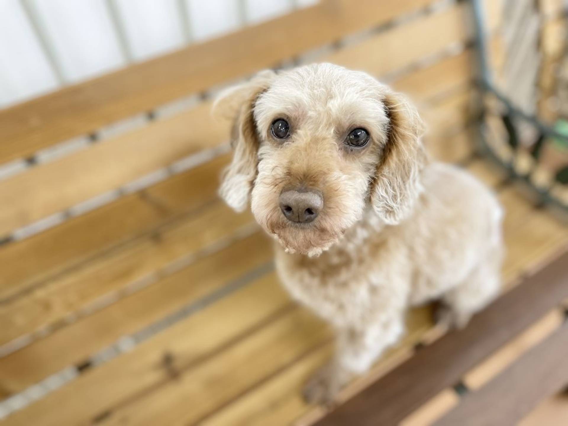 雑種（ミックス犬）・メスの里親募集の写真