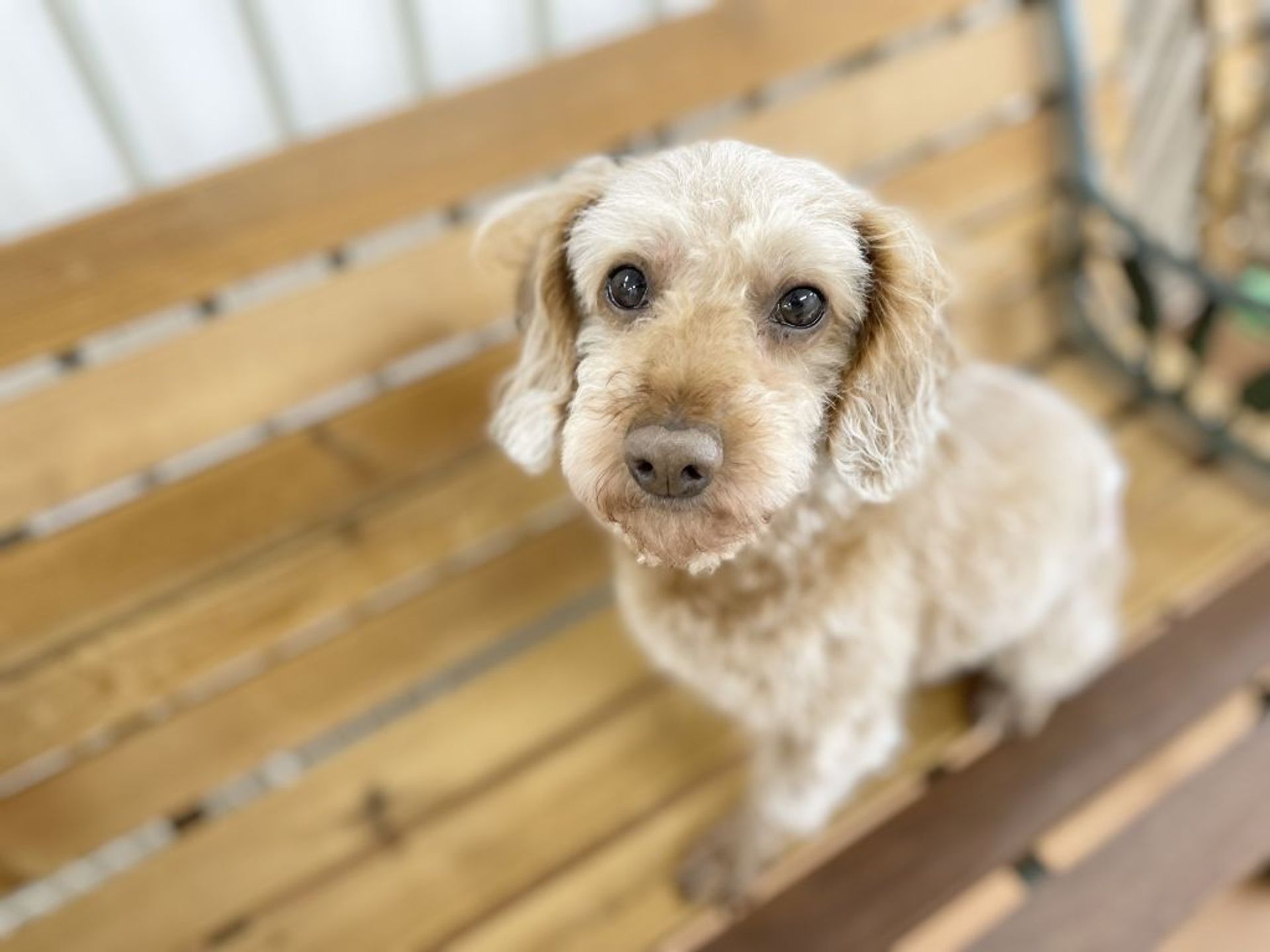 雑種（ミックス犬）・メスの里親募集の写真