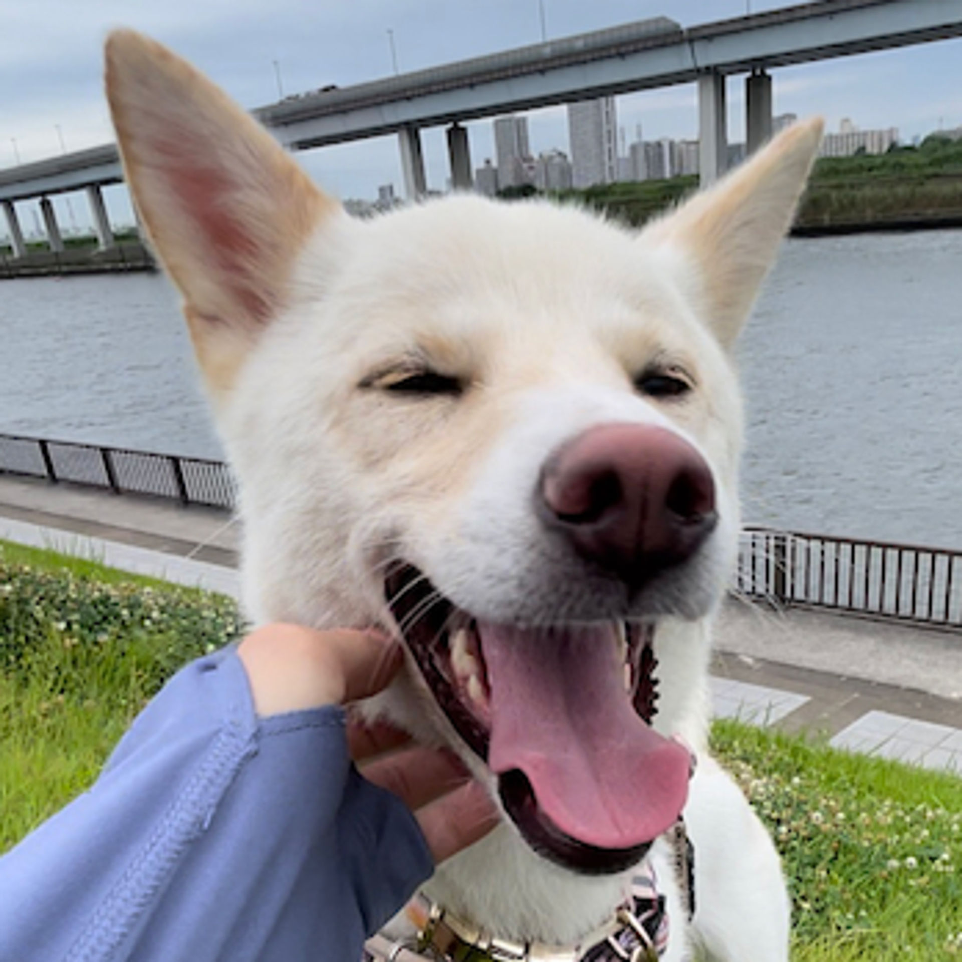 雑種（ミックス犬）・メスの里親募集の写真