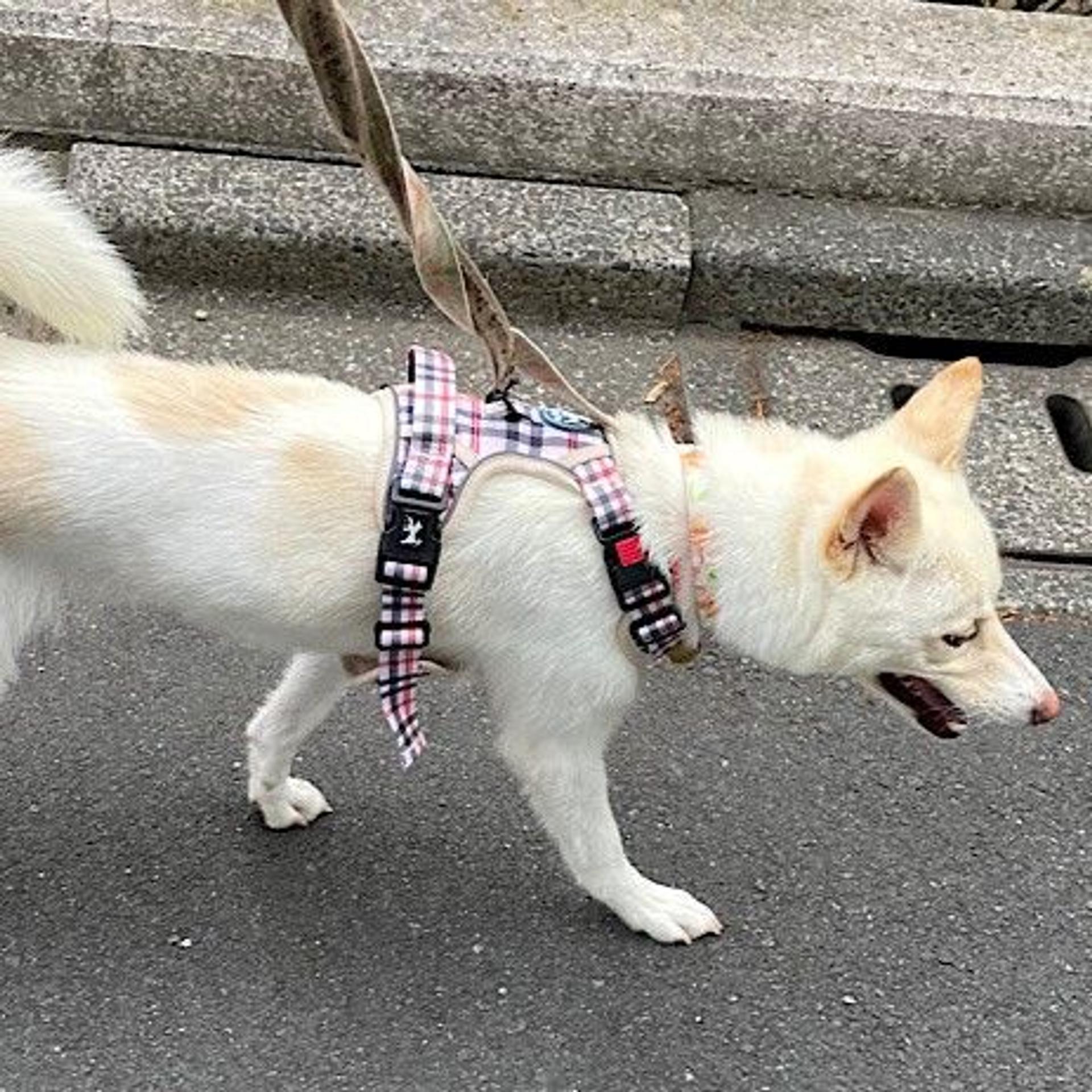 pet-image-4