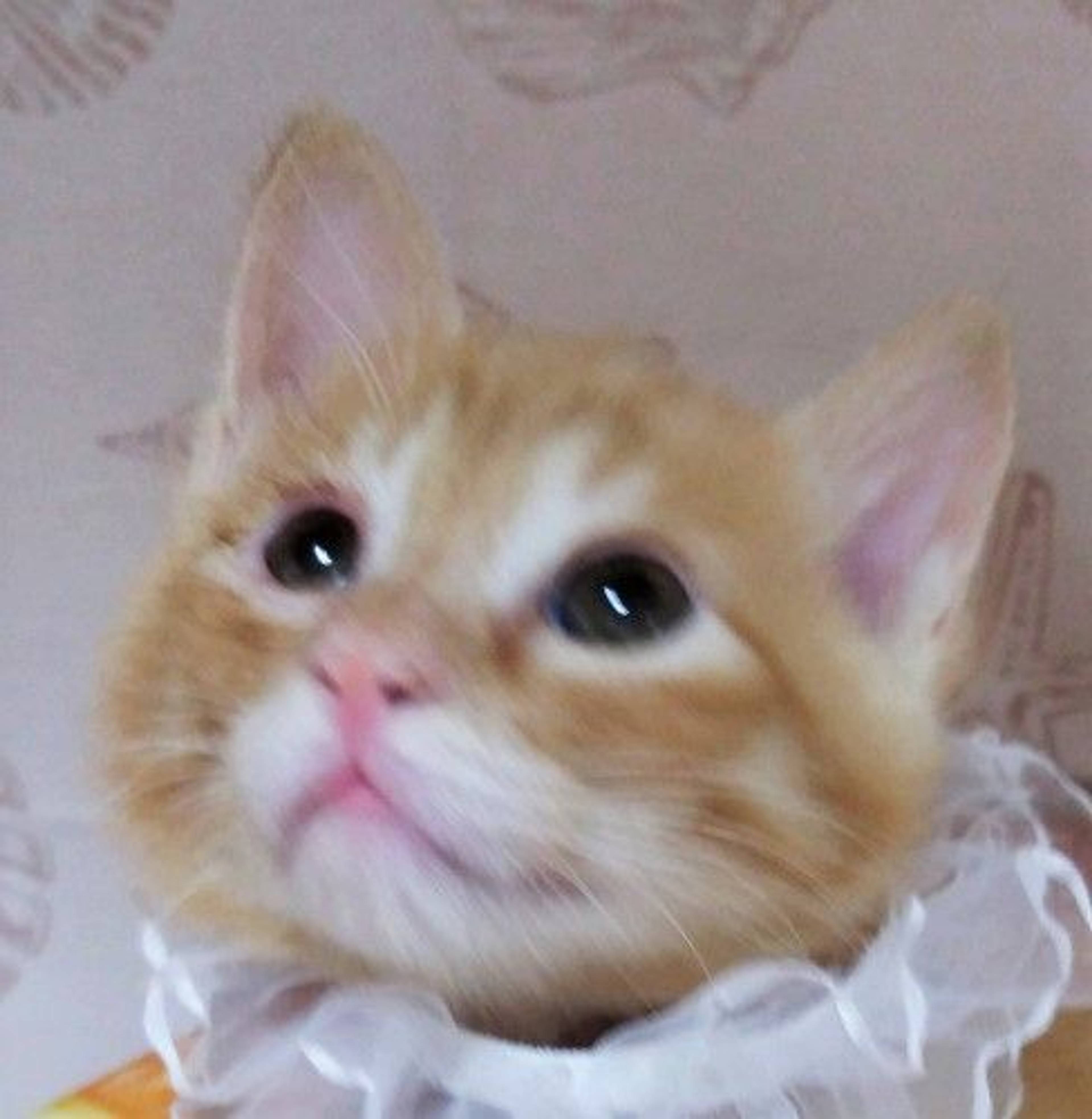 雑種（ミックス猫）・オスの里親募集の写真