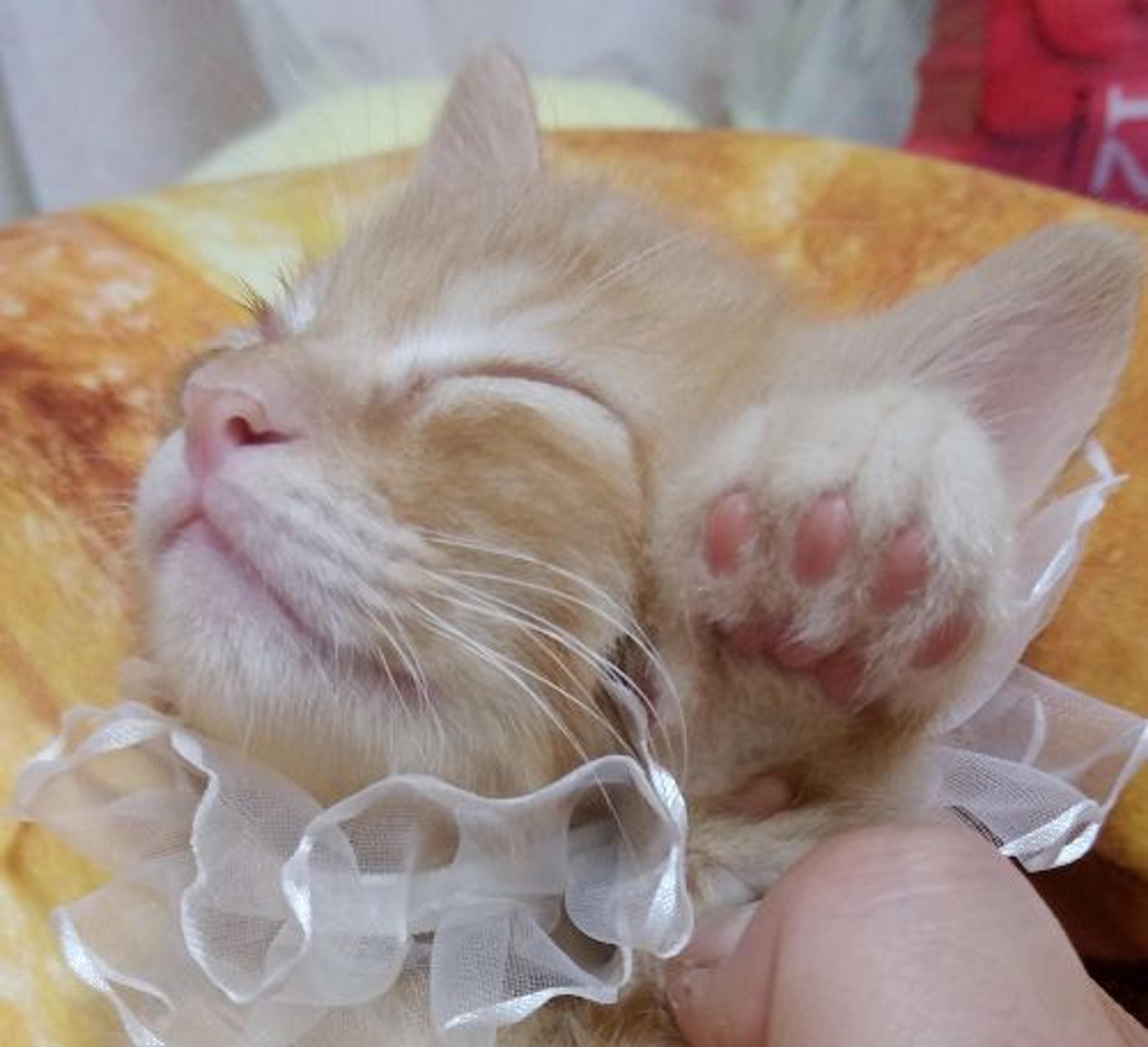 pet-image-3