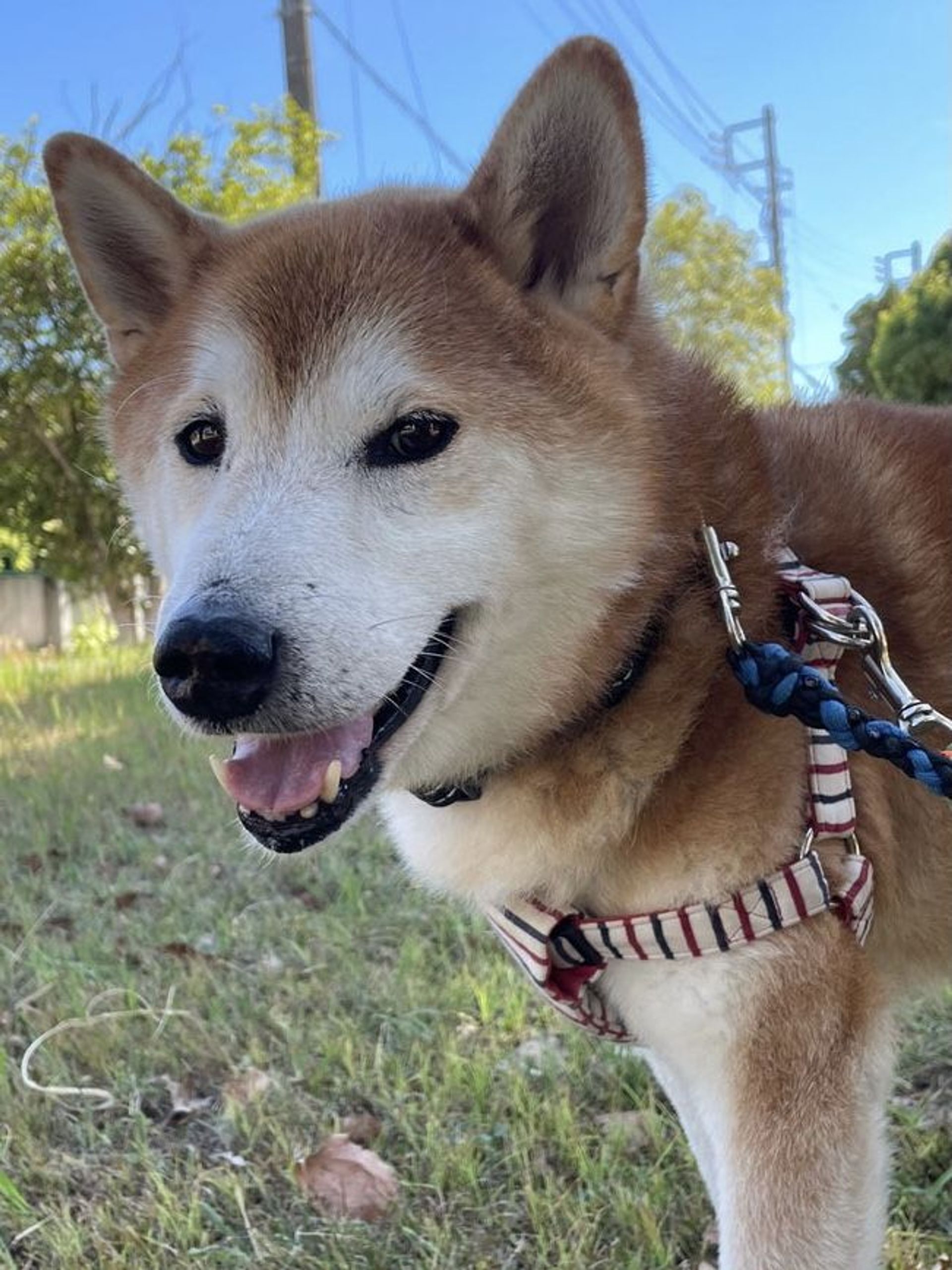 柴犬・オスの里親募集の写真