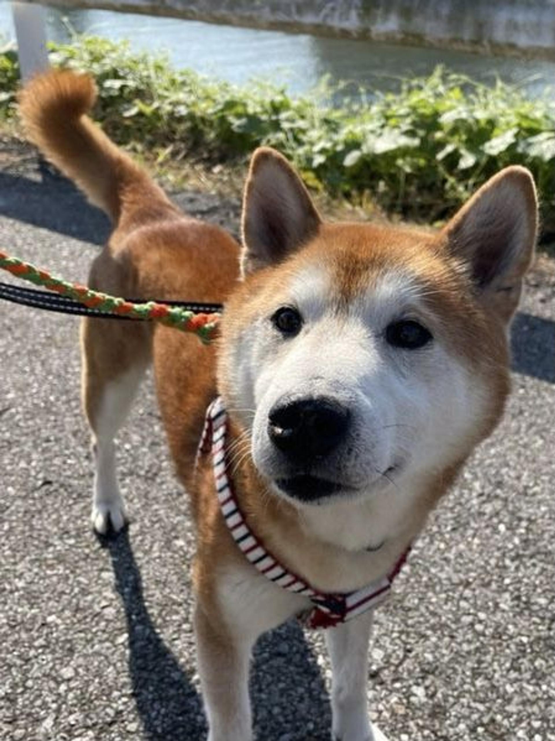 pet-image-2