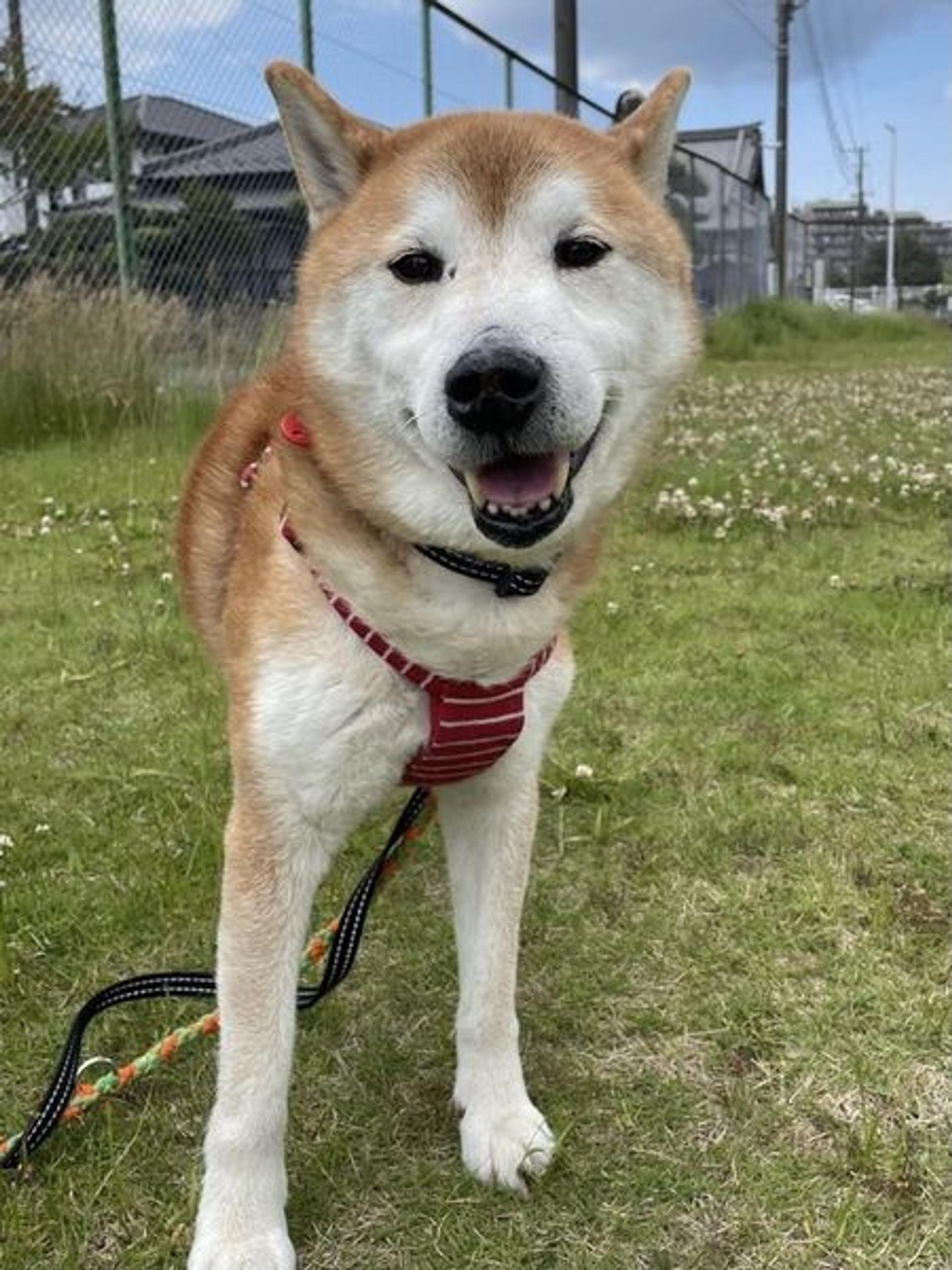 pet-image-3