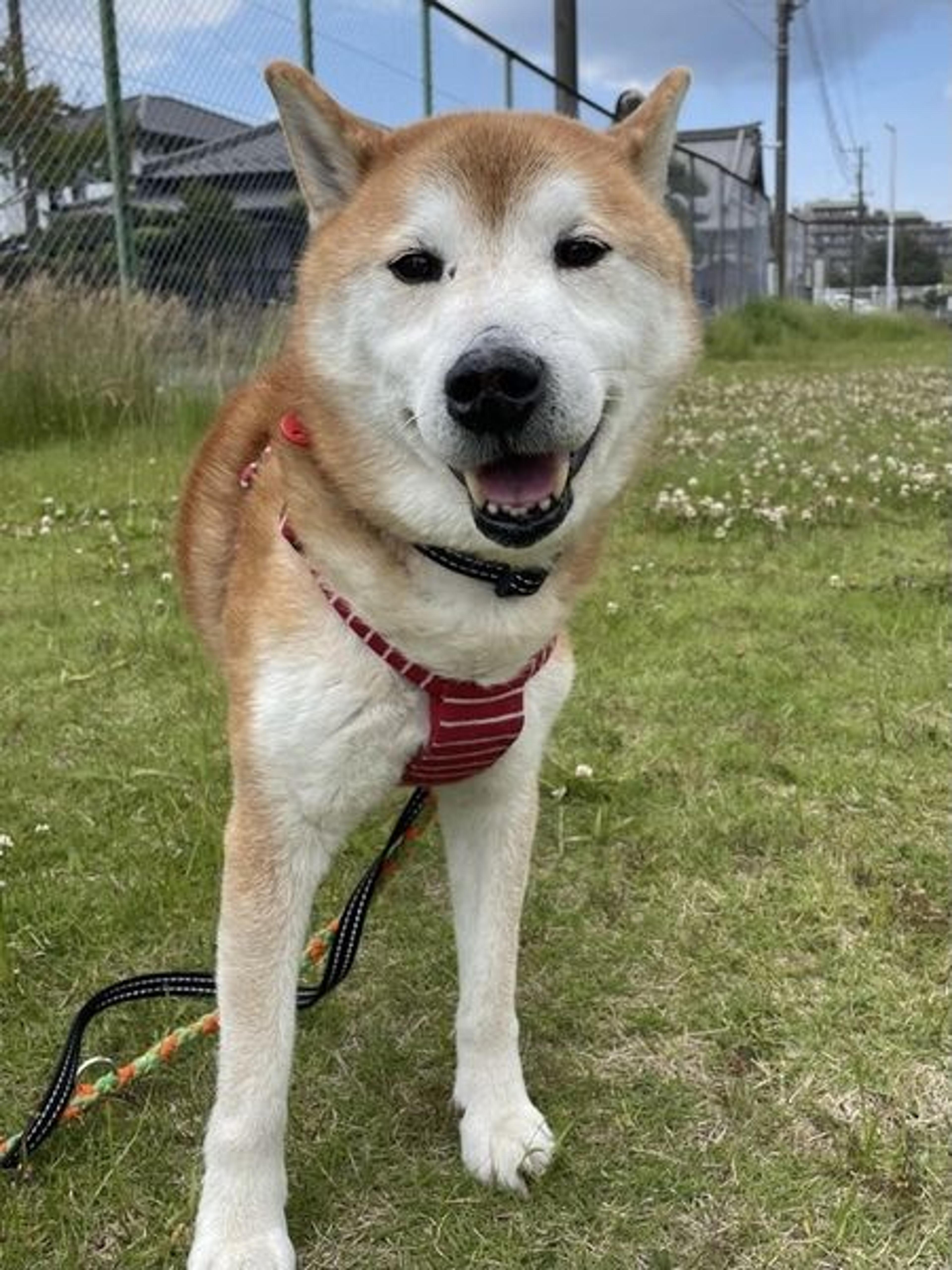 pet-image-3