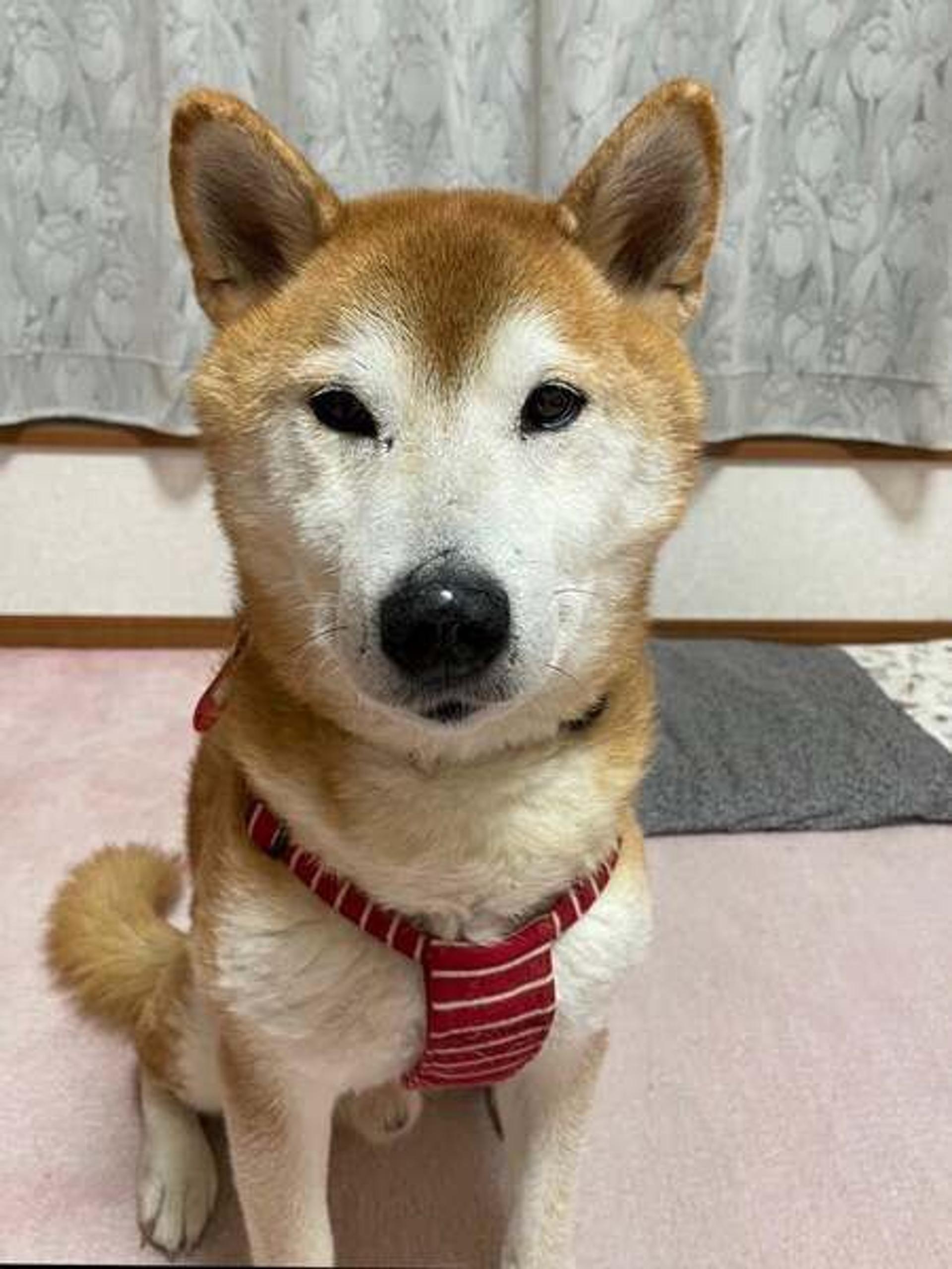 pet-image-4