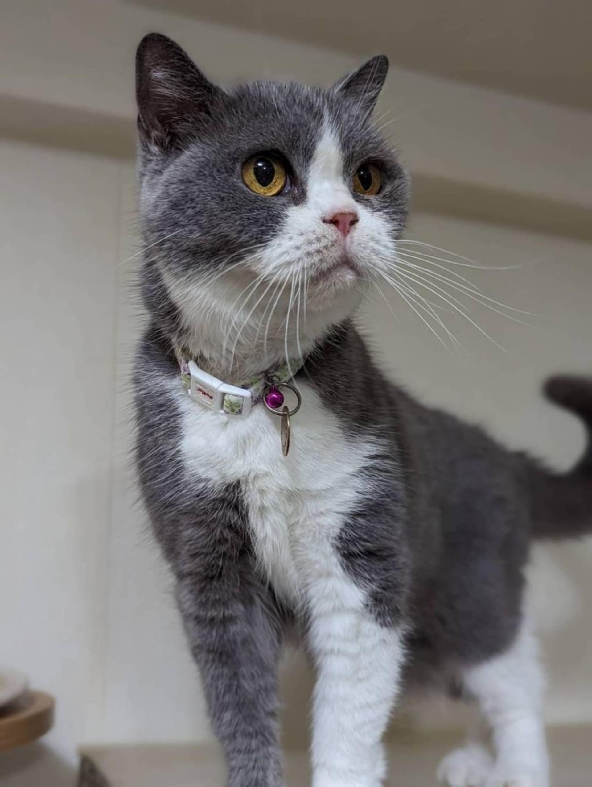 pet-image-3
