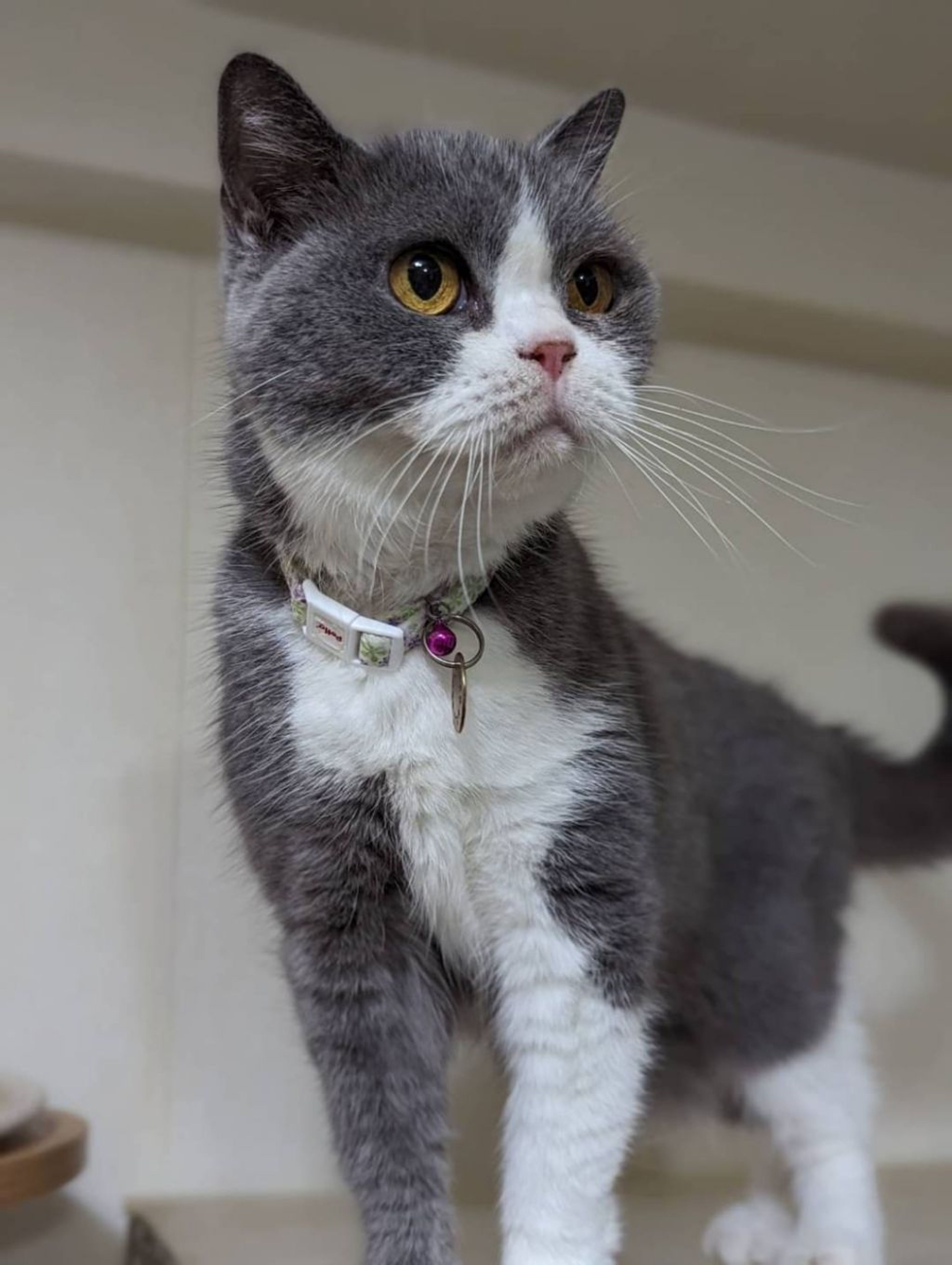 pet-image-3