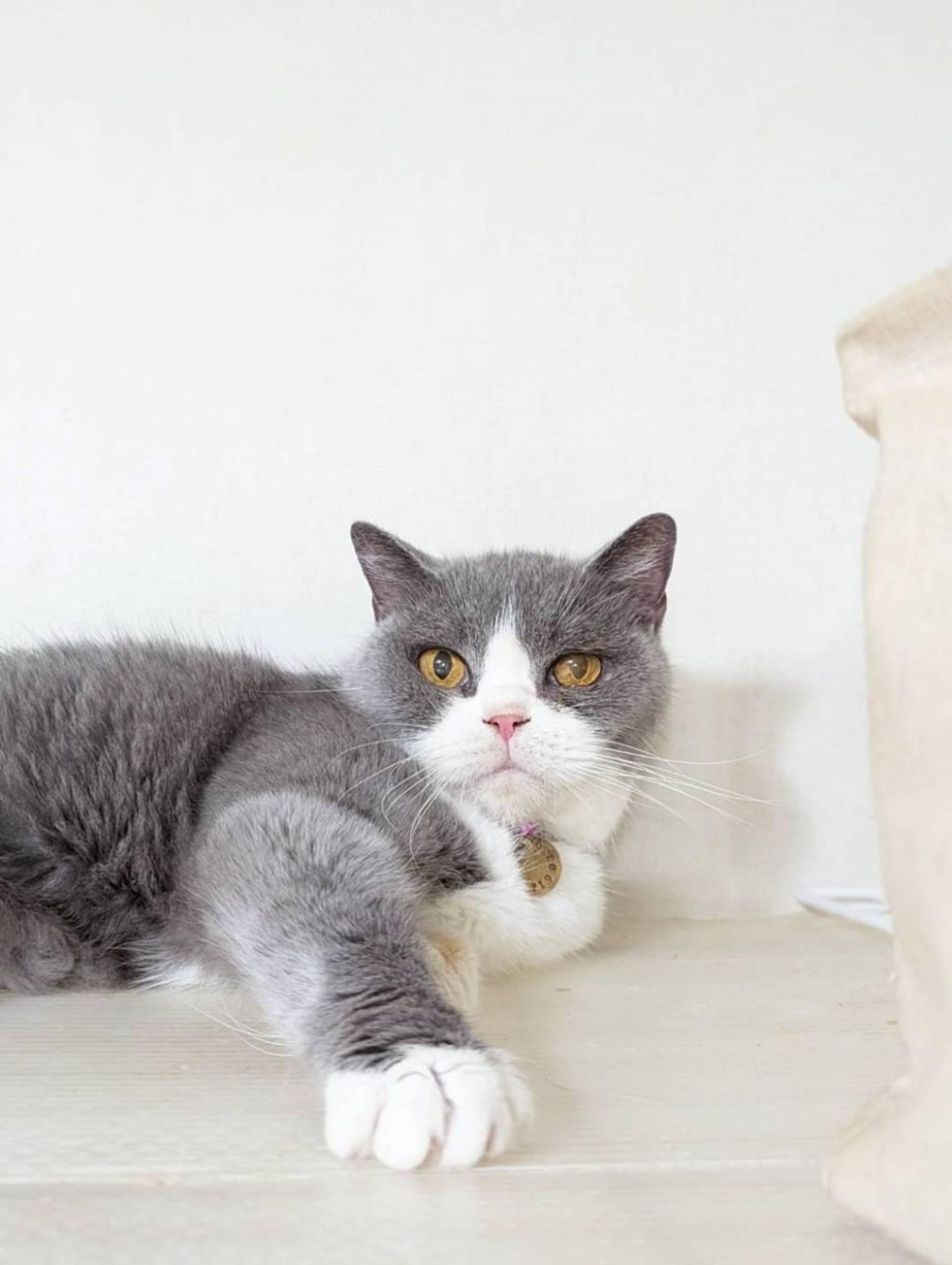 pet-image-4