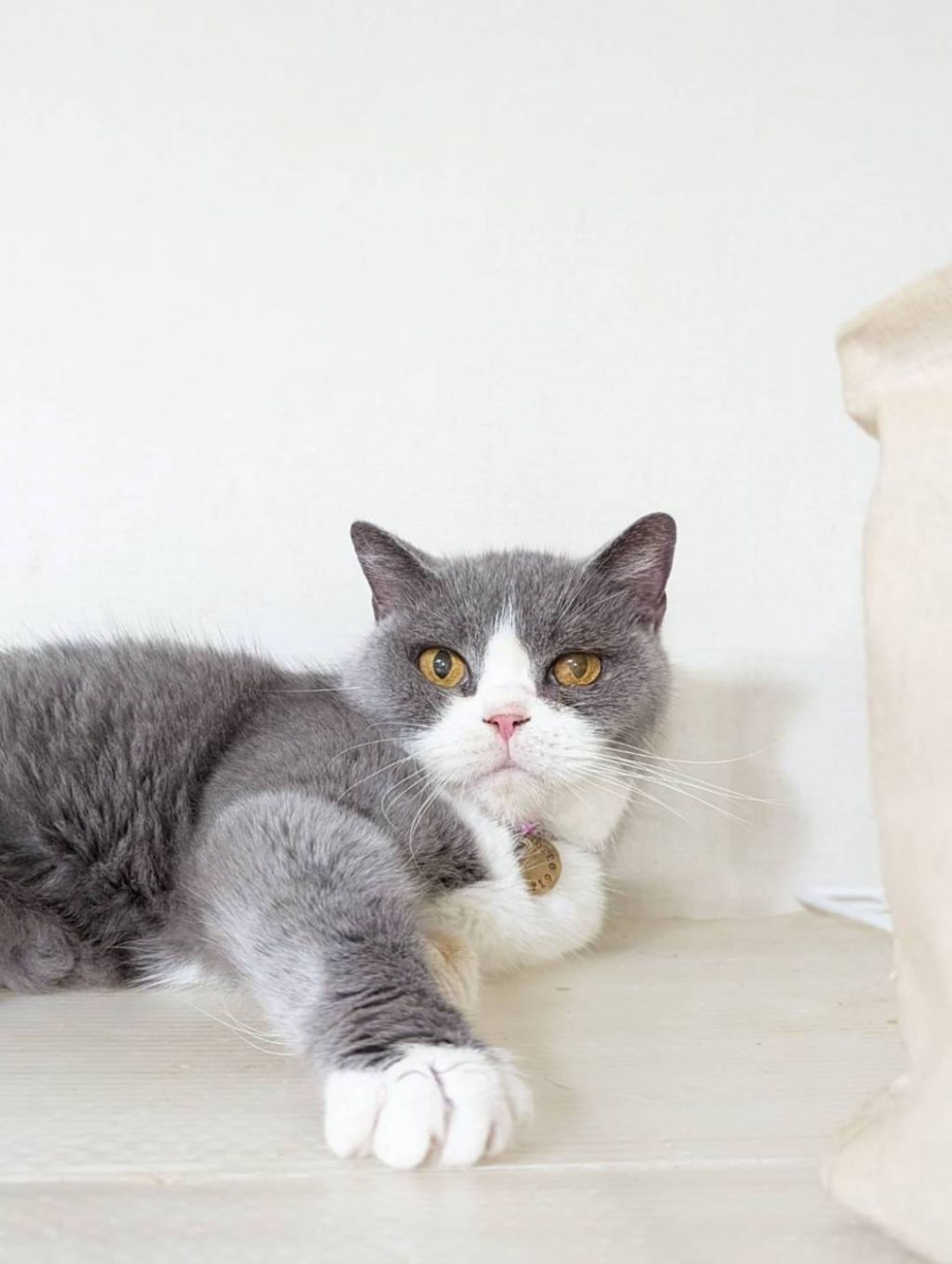 pet-image-4