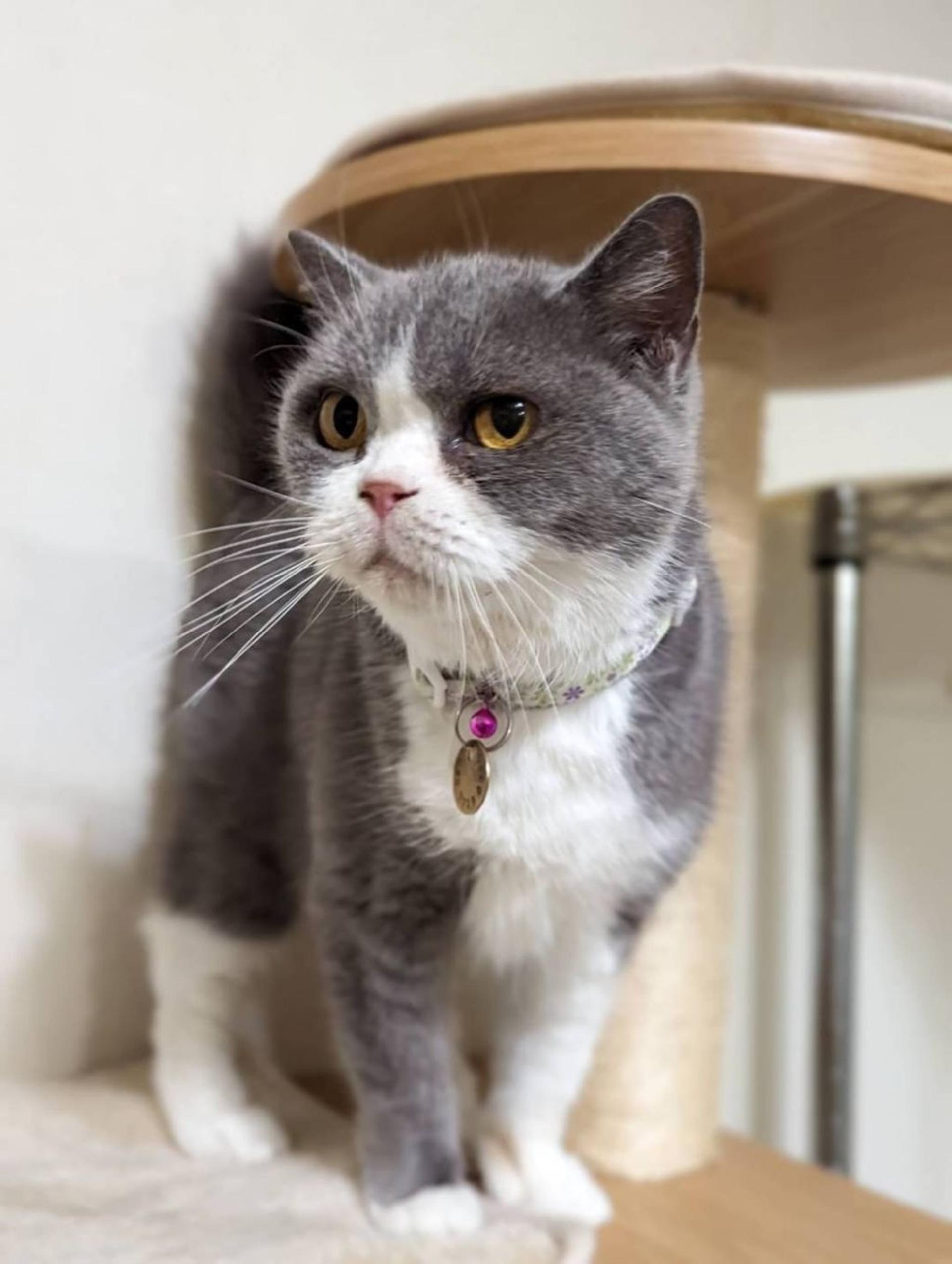 pet-image-5