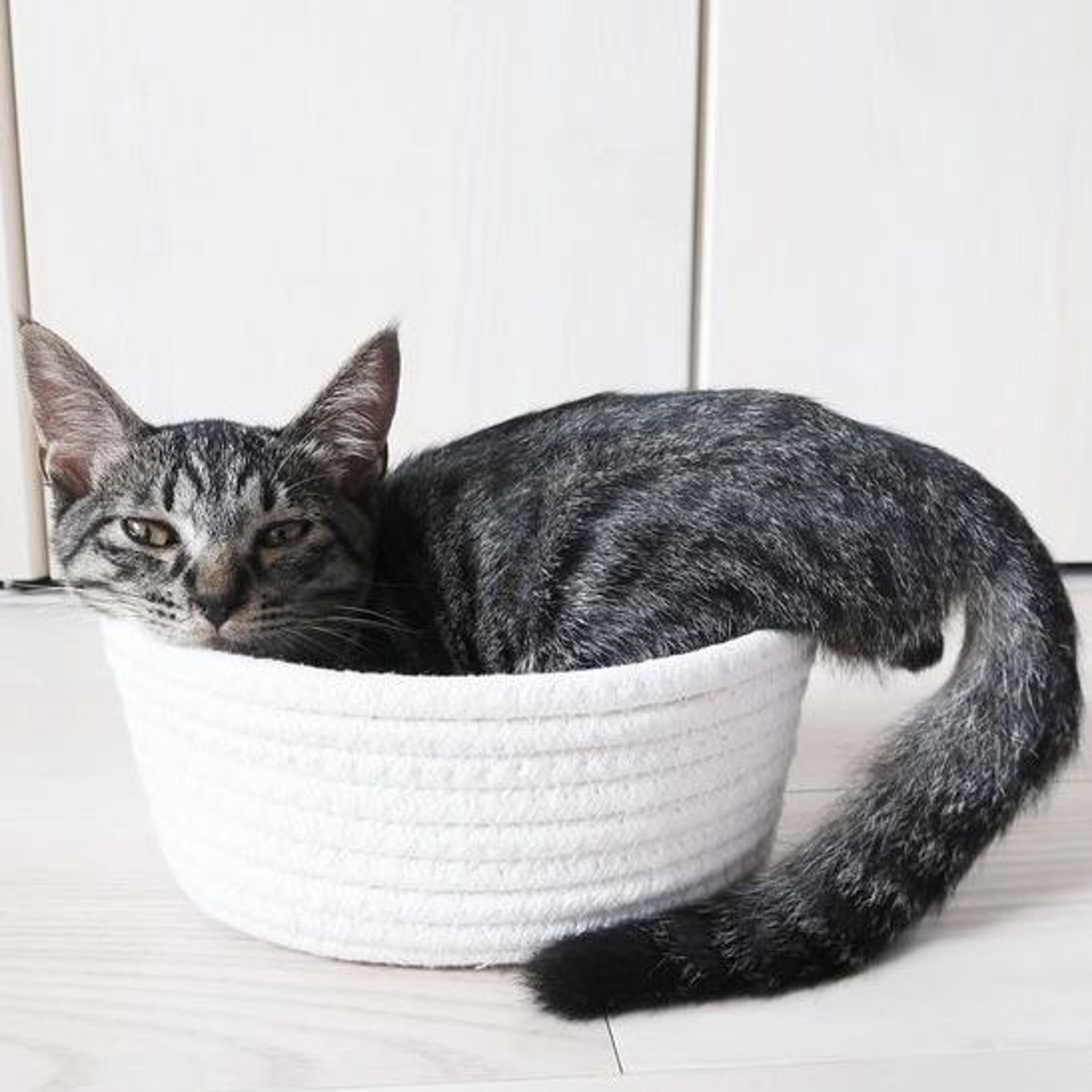 pet-image-2