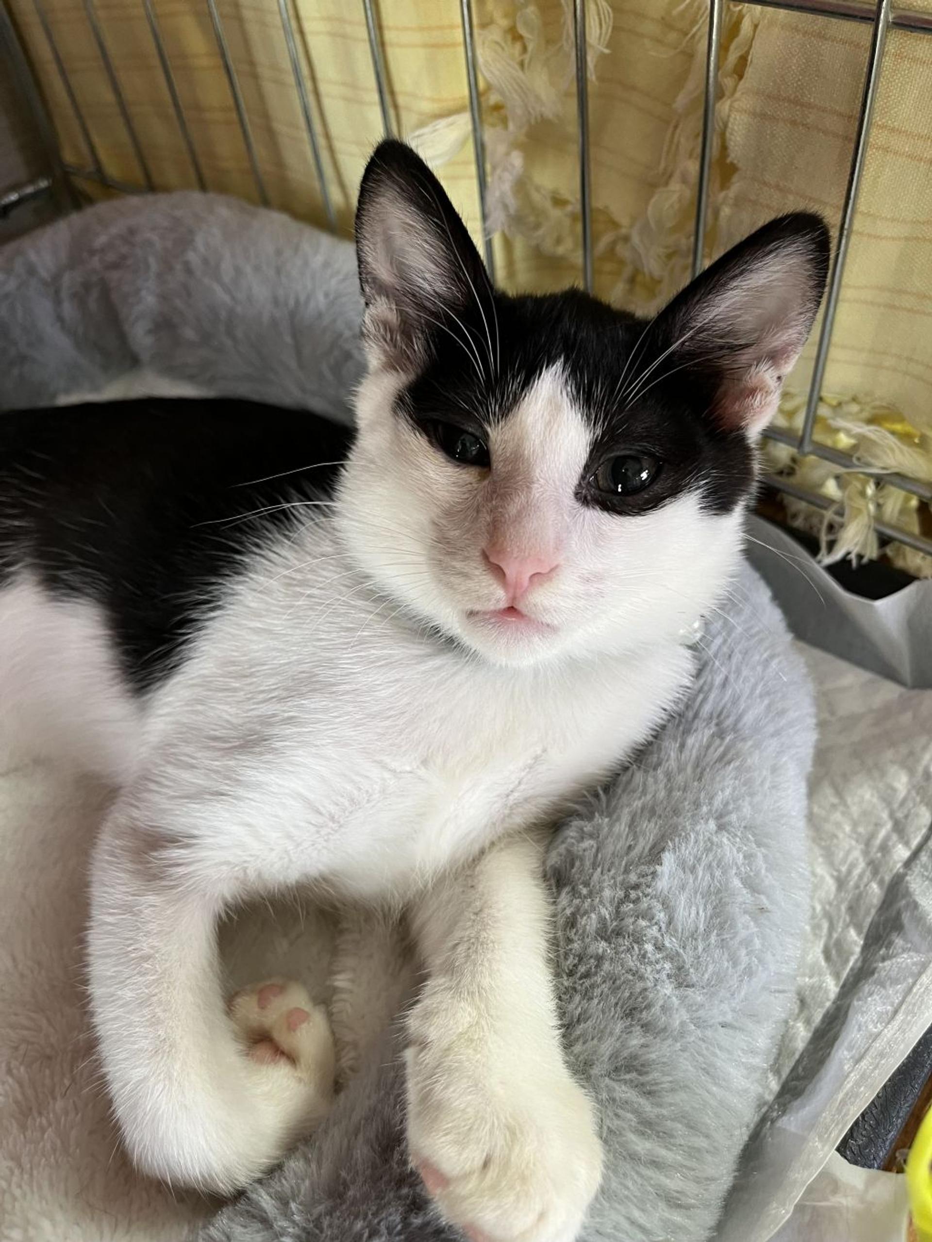 pet-image-9