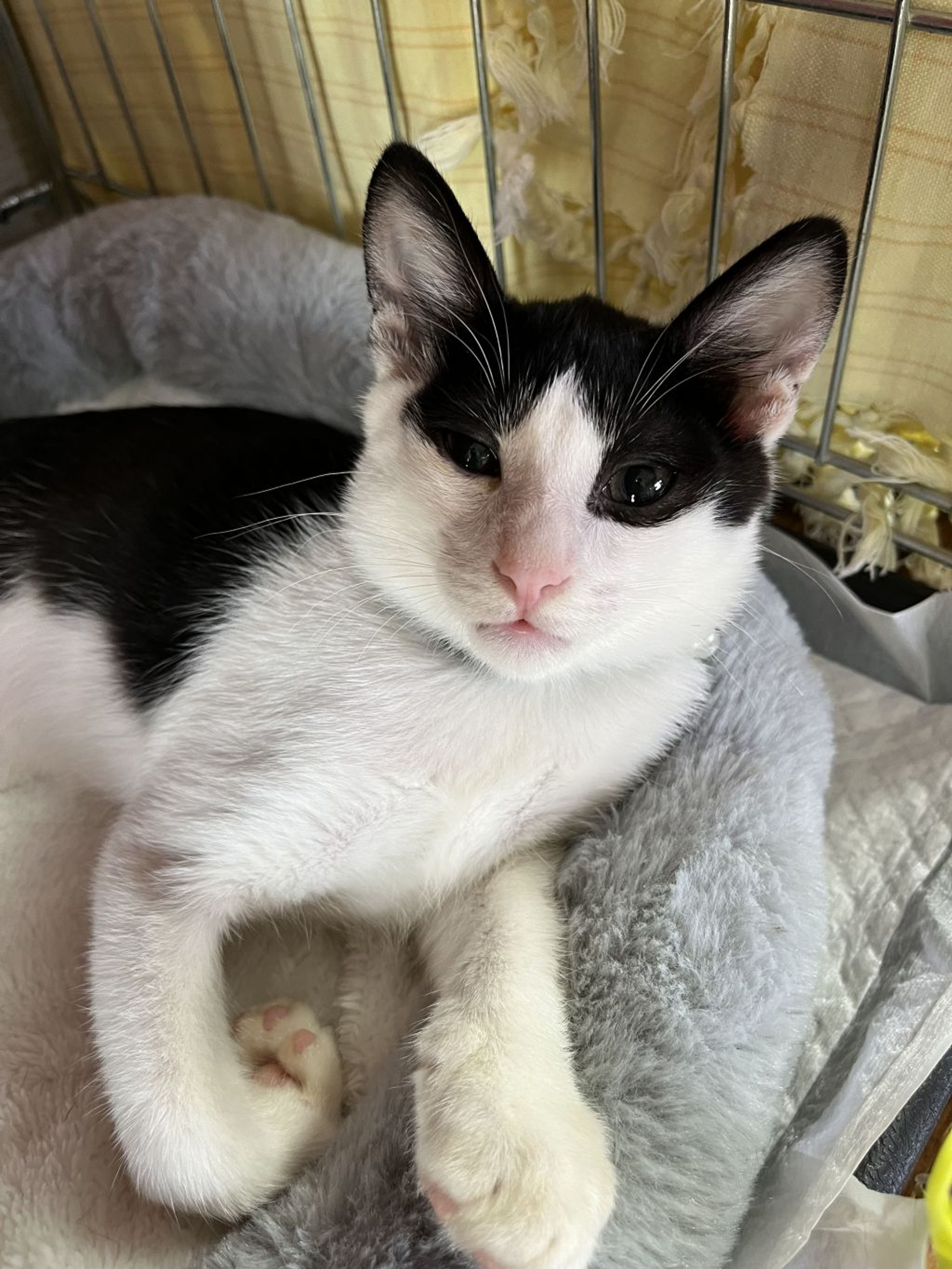 pet-image-9