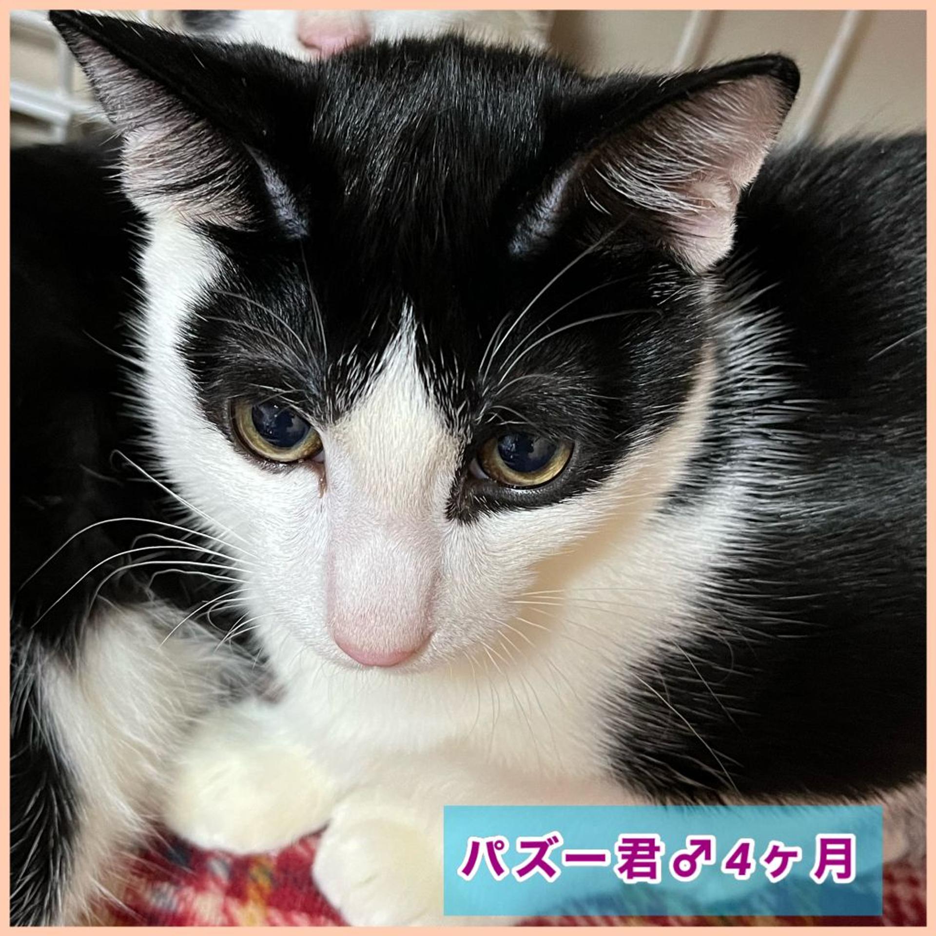 pet-image-6