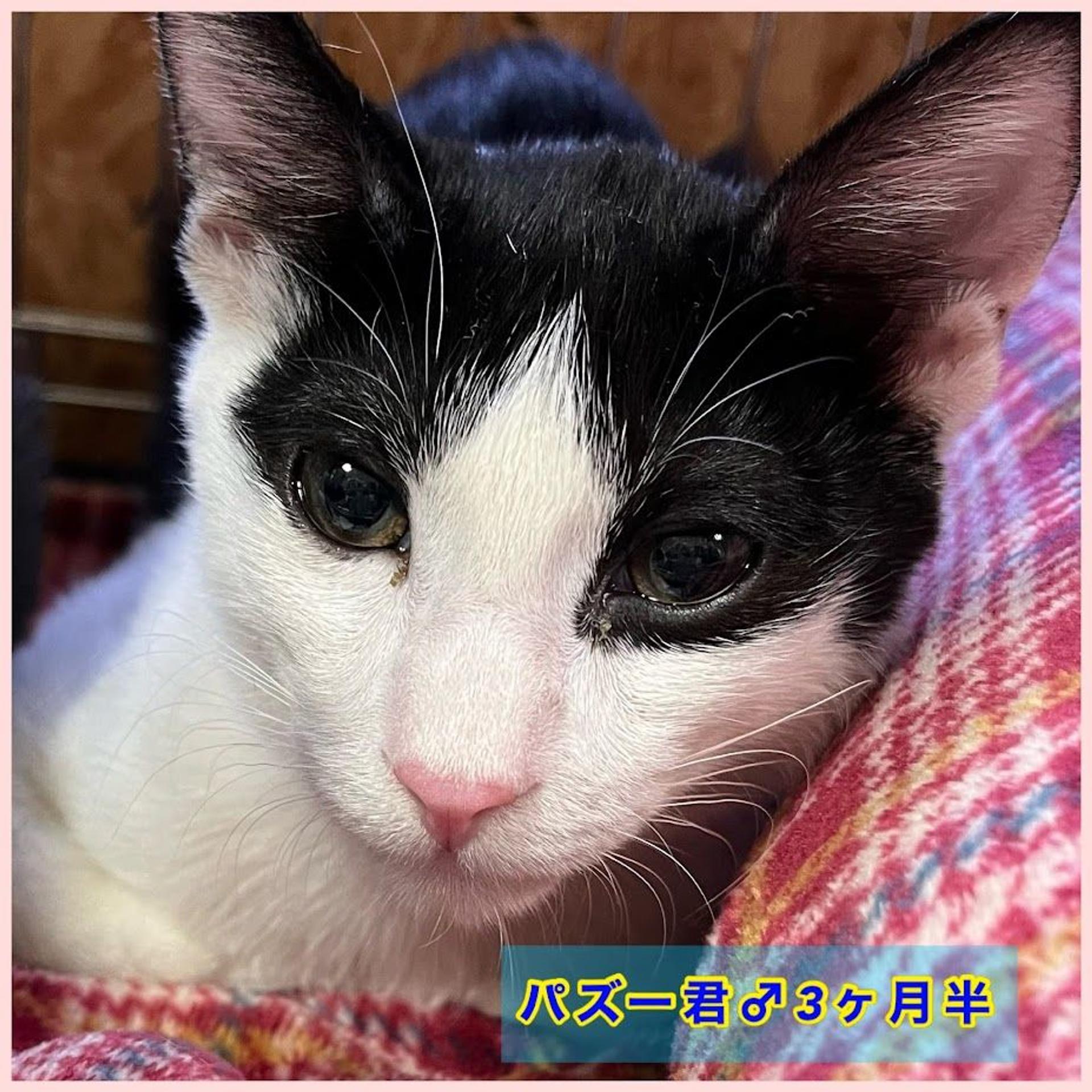 pet-image-7