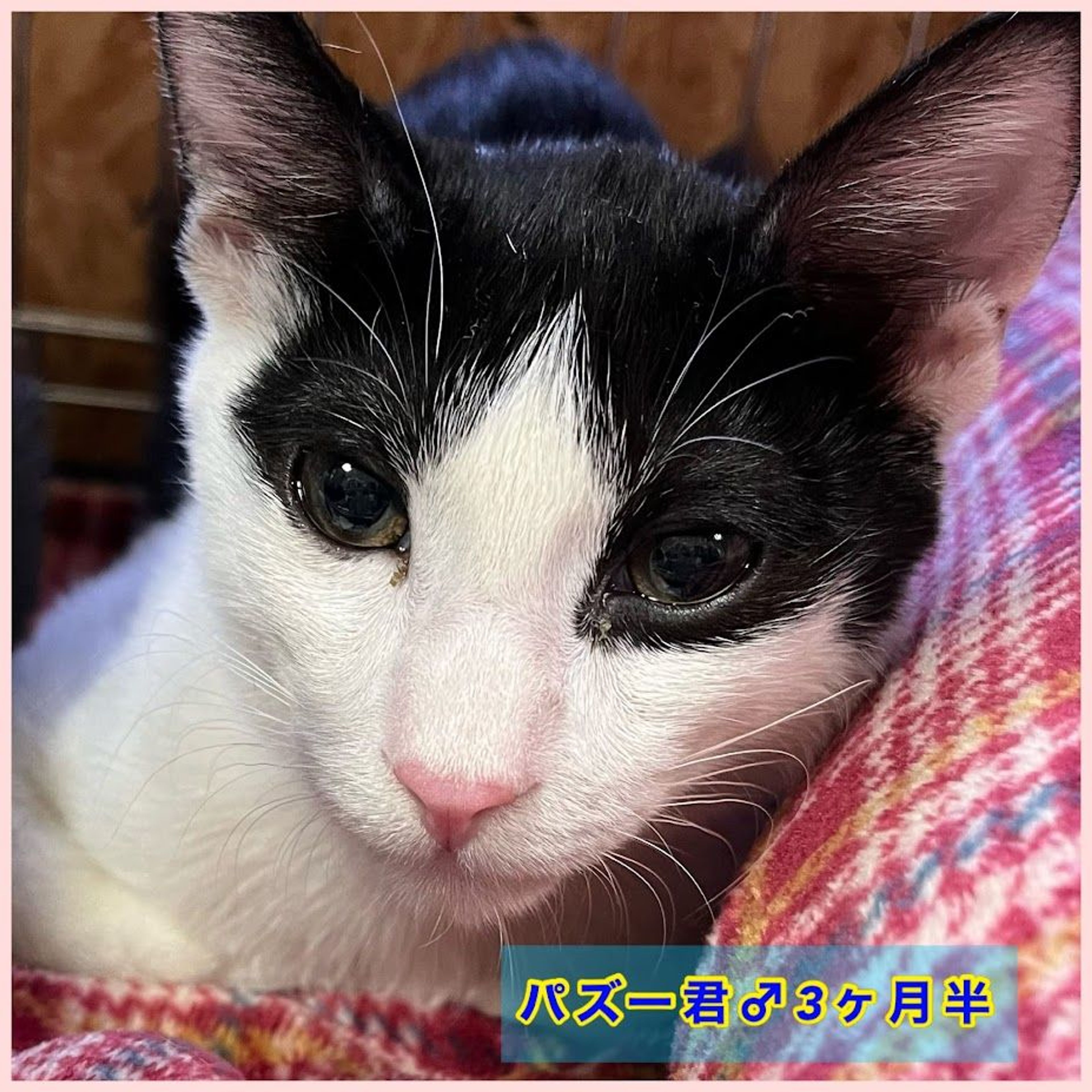 pet-image-7