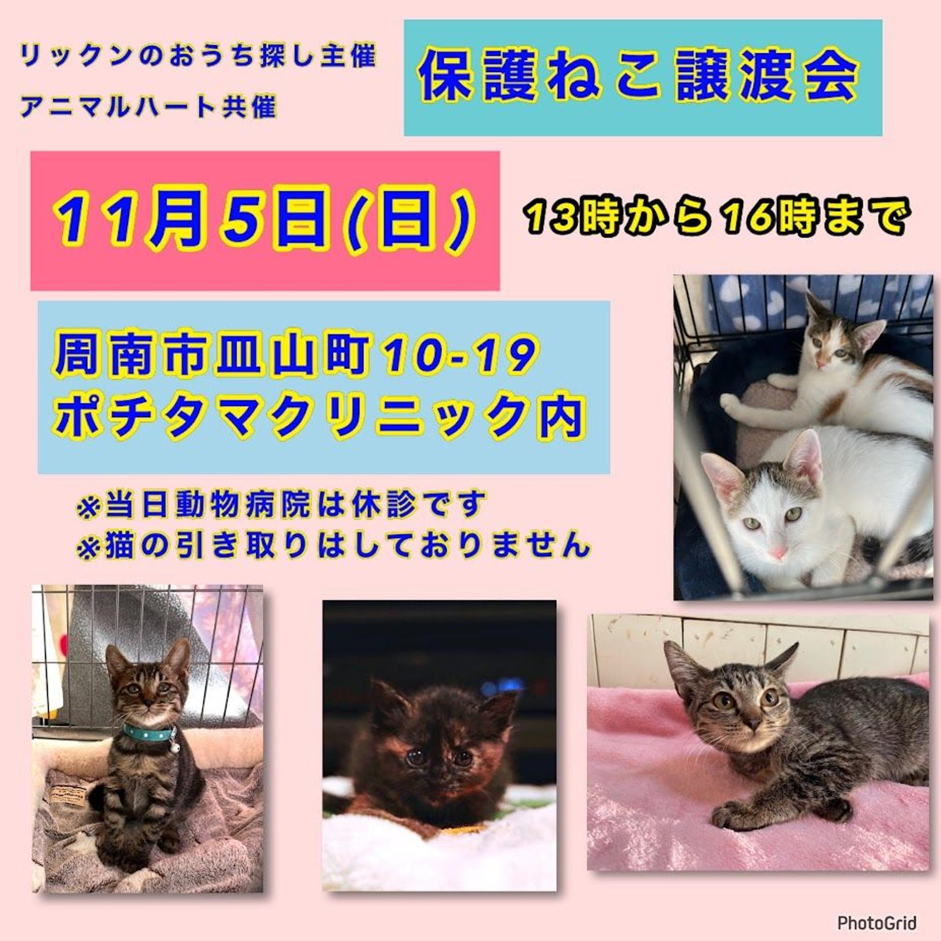 pet-image-2