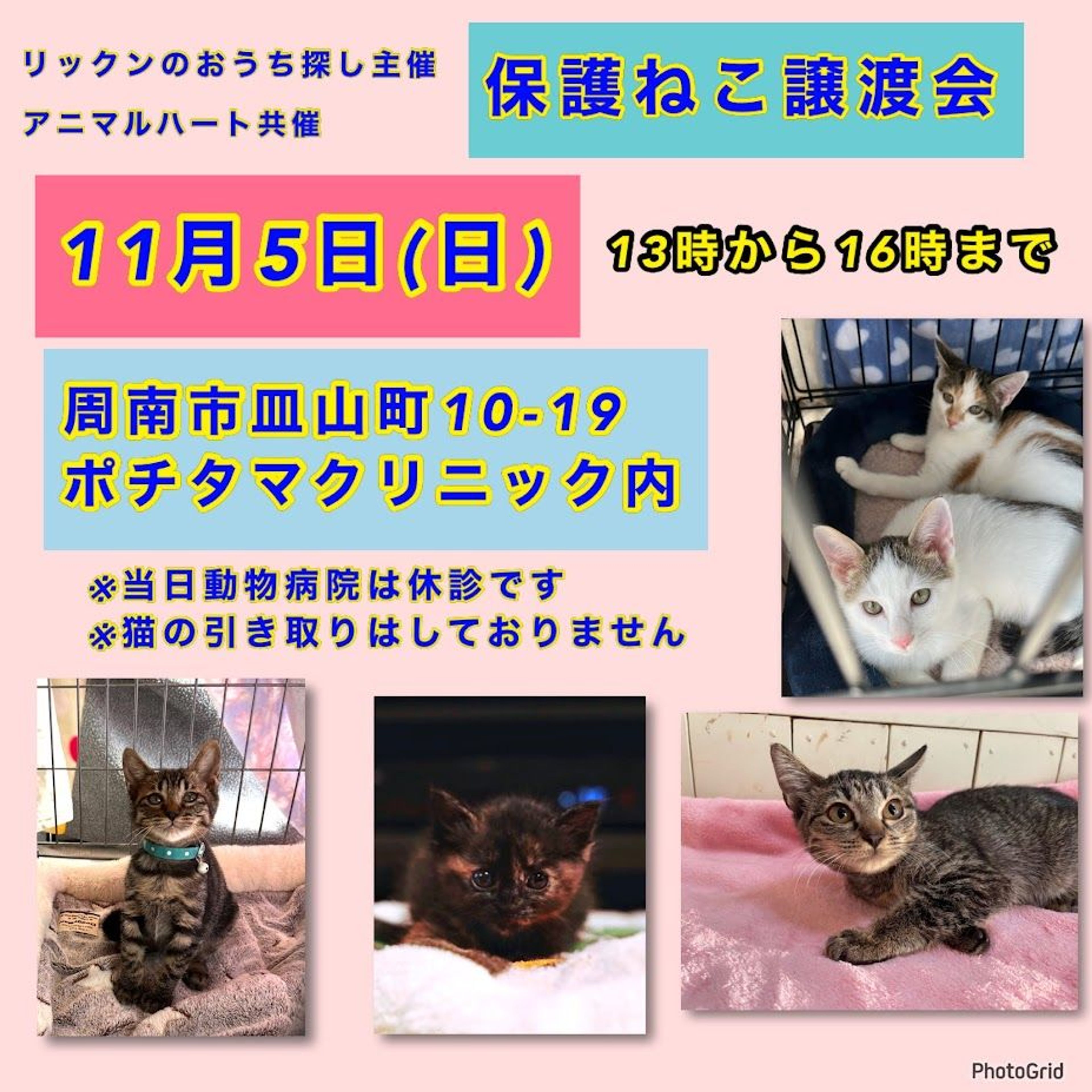 pet-image-2