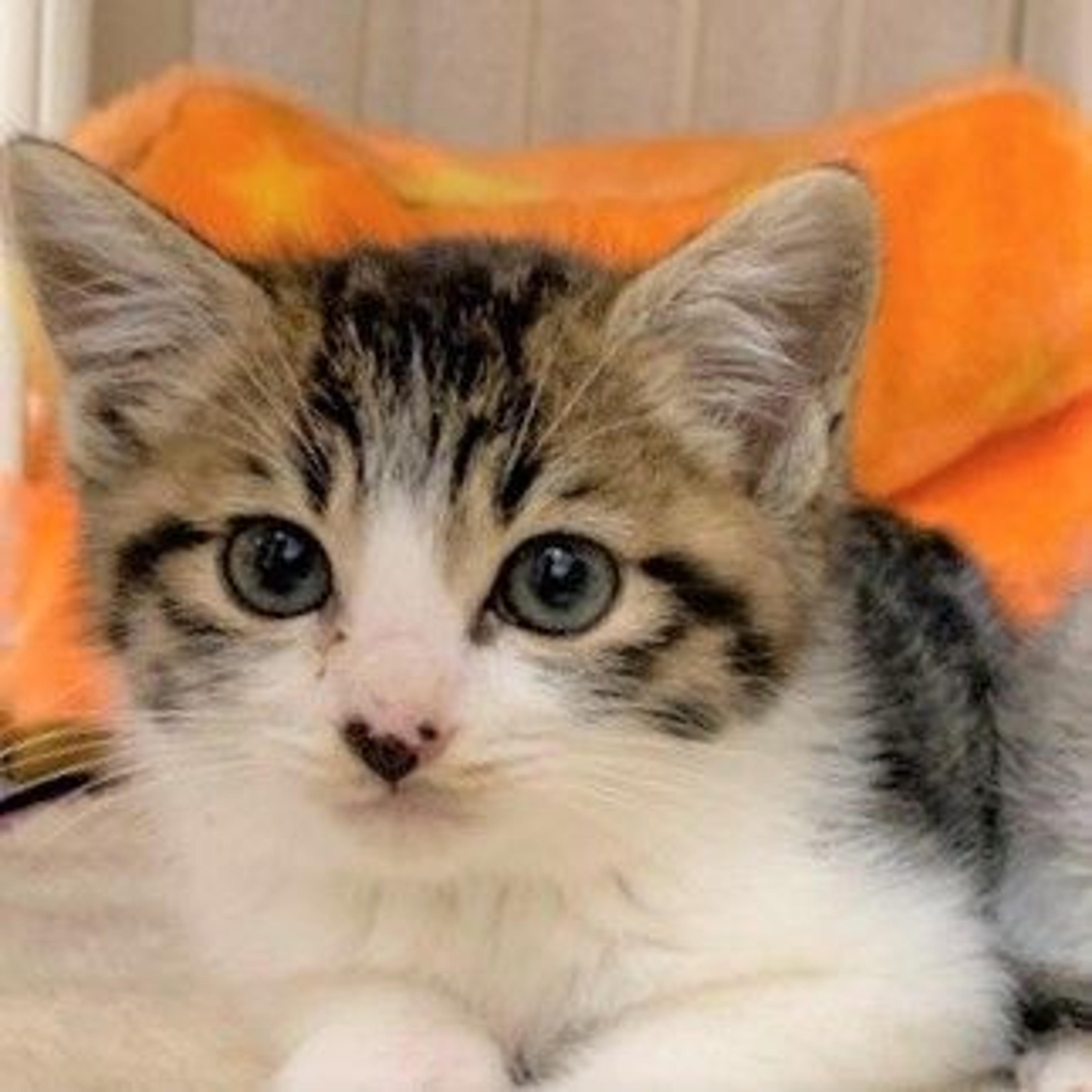 pet-image-2