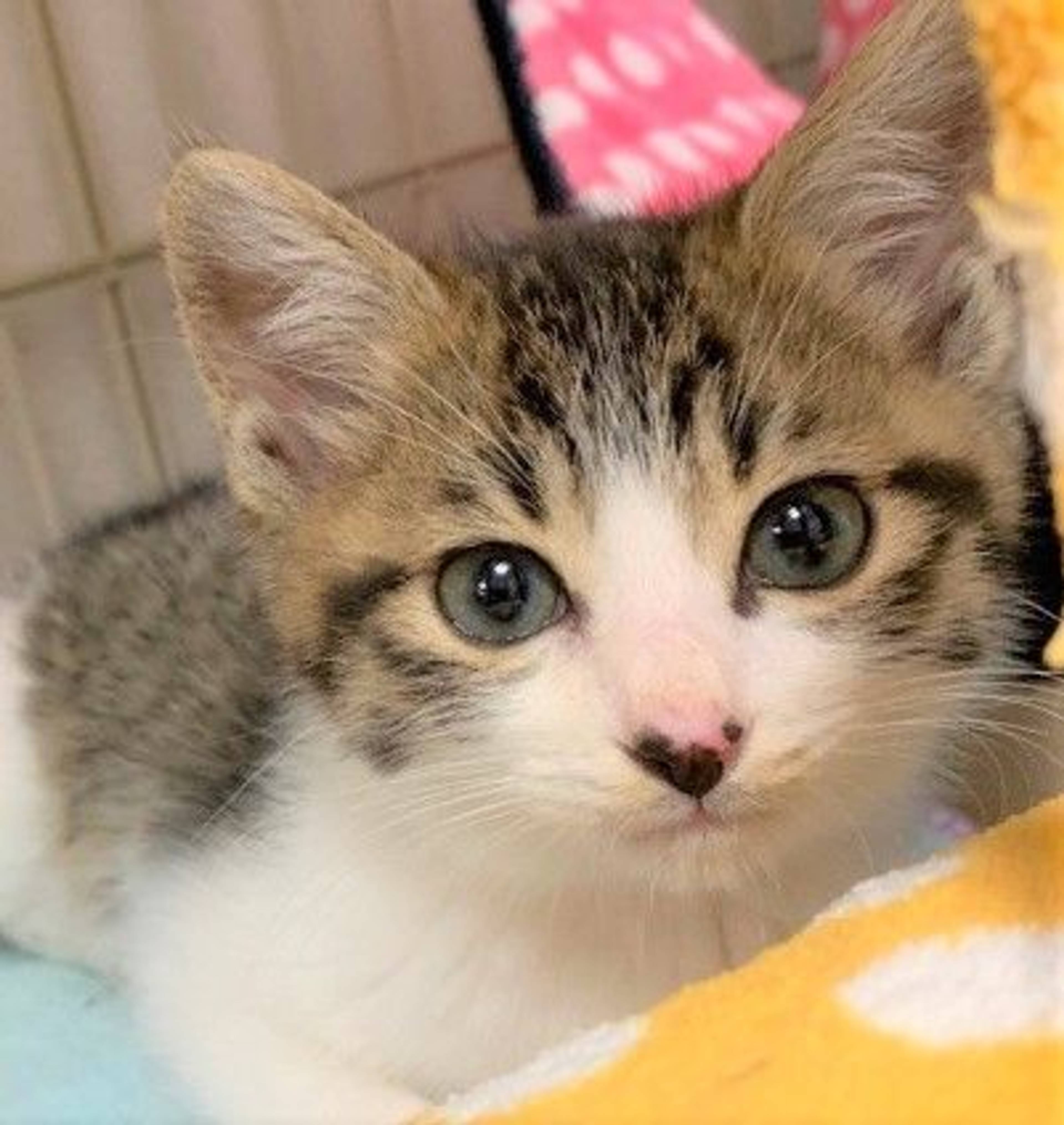 雑種（ミックス猫）・オスの里親募集の写真