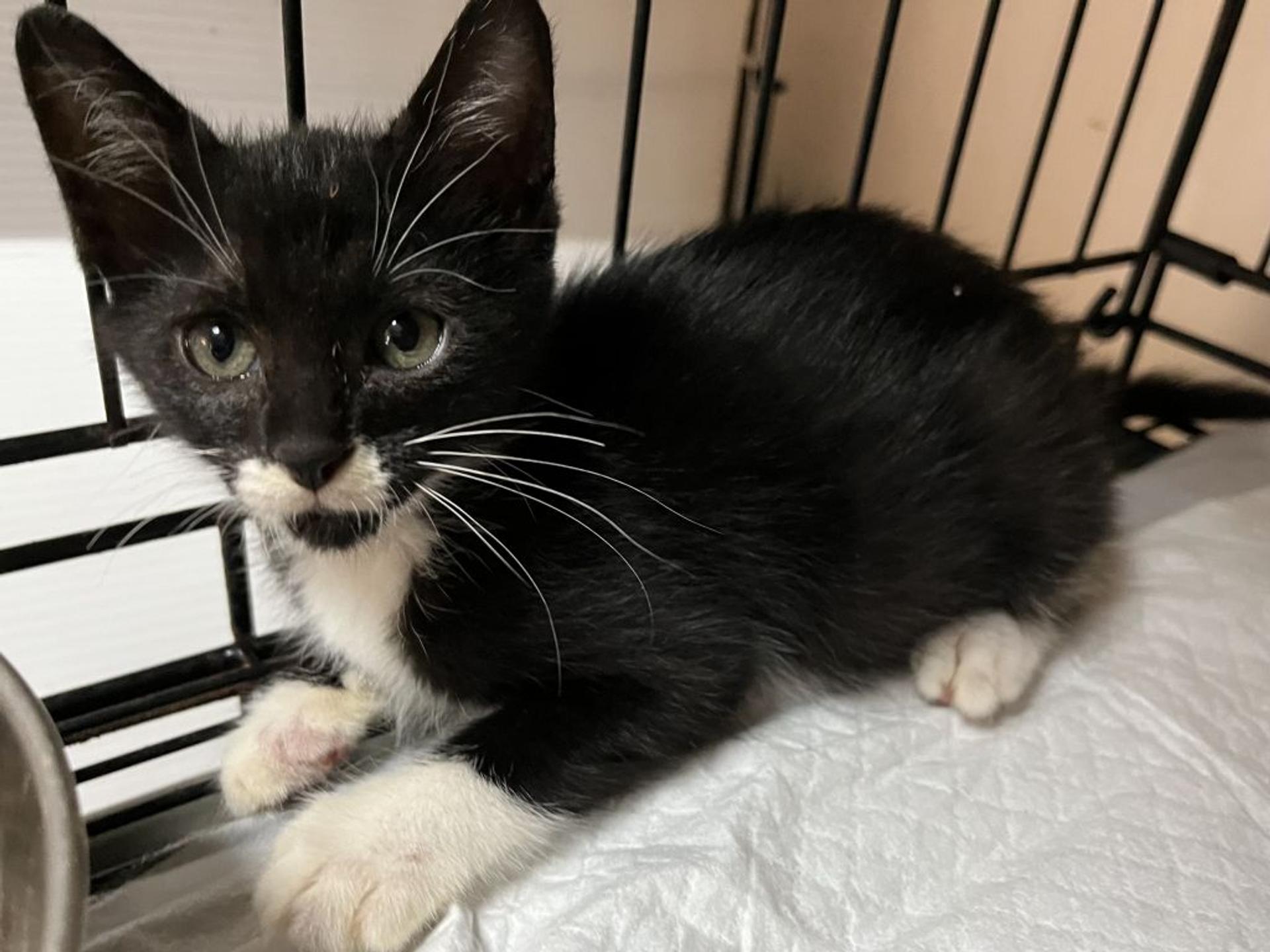 pet-image-5