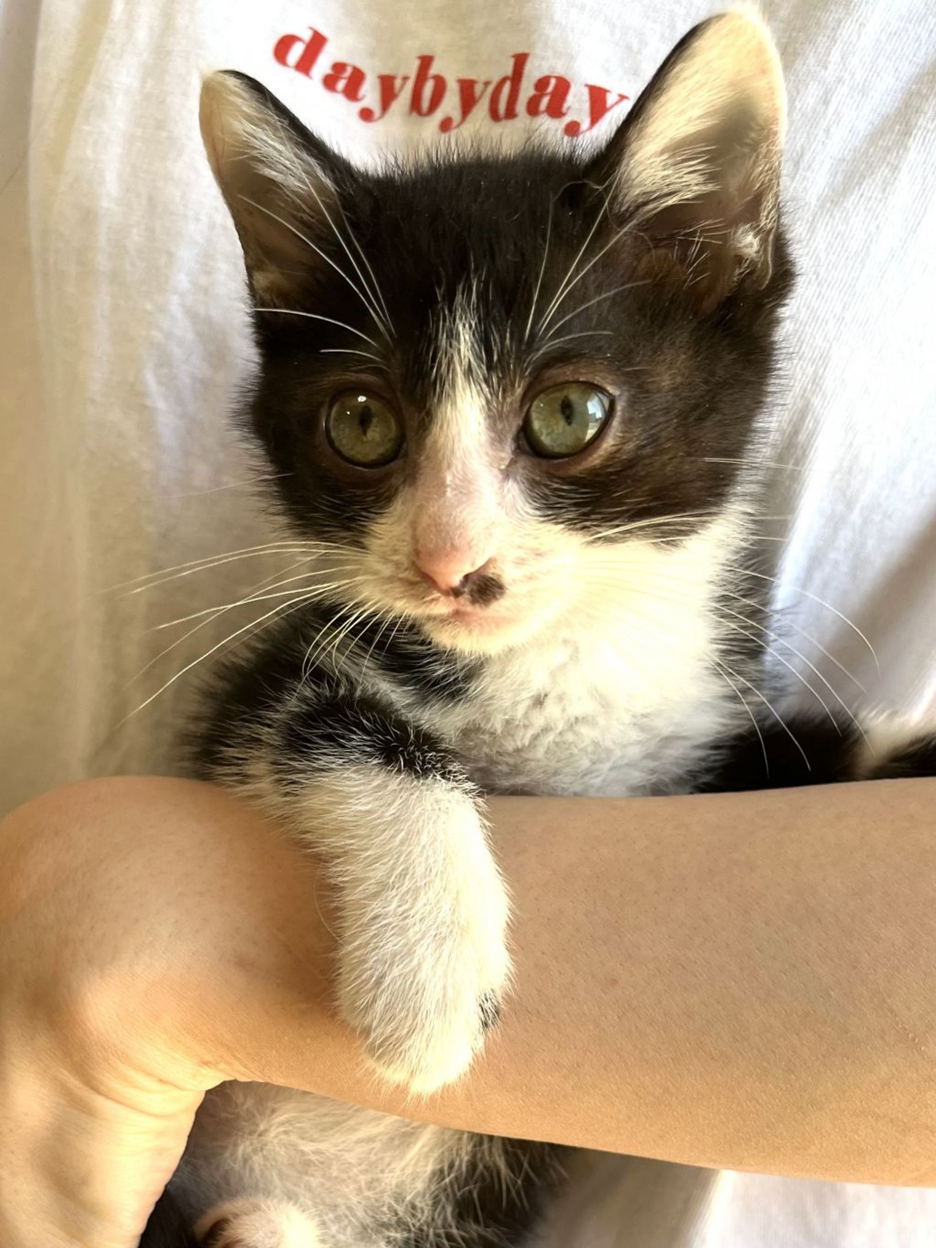 雑種（ミックス猫）・メスの里親募集の写真