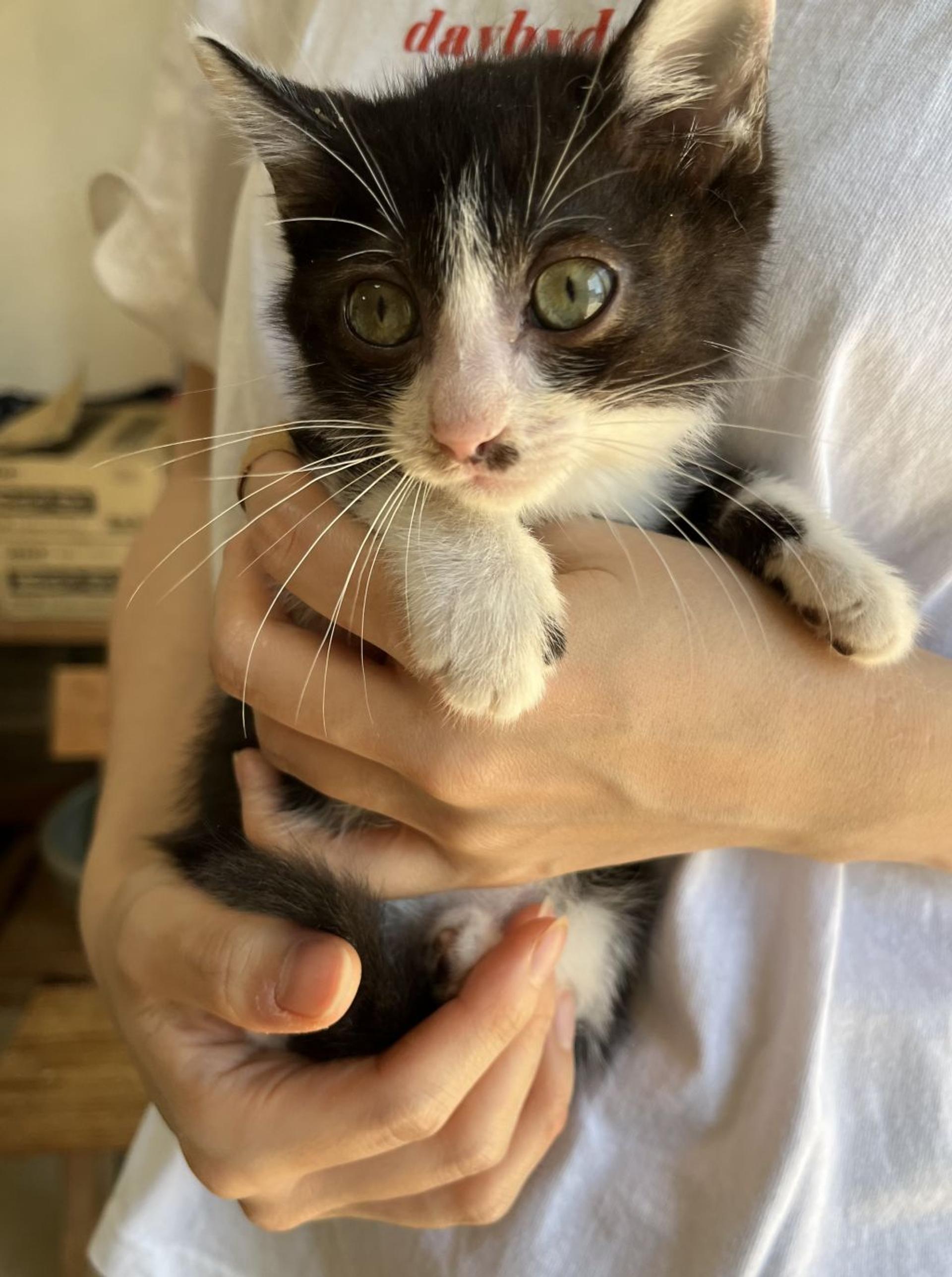pet-image-2