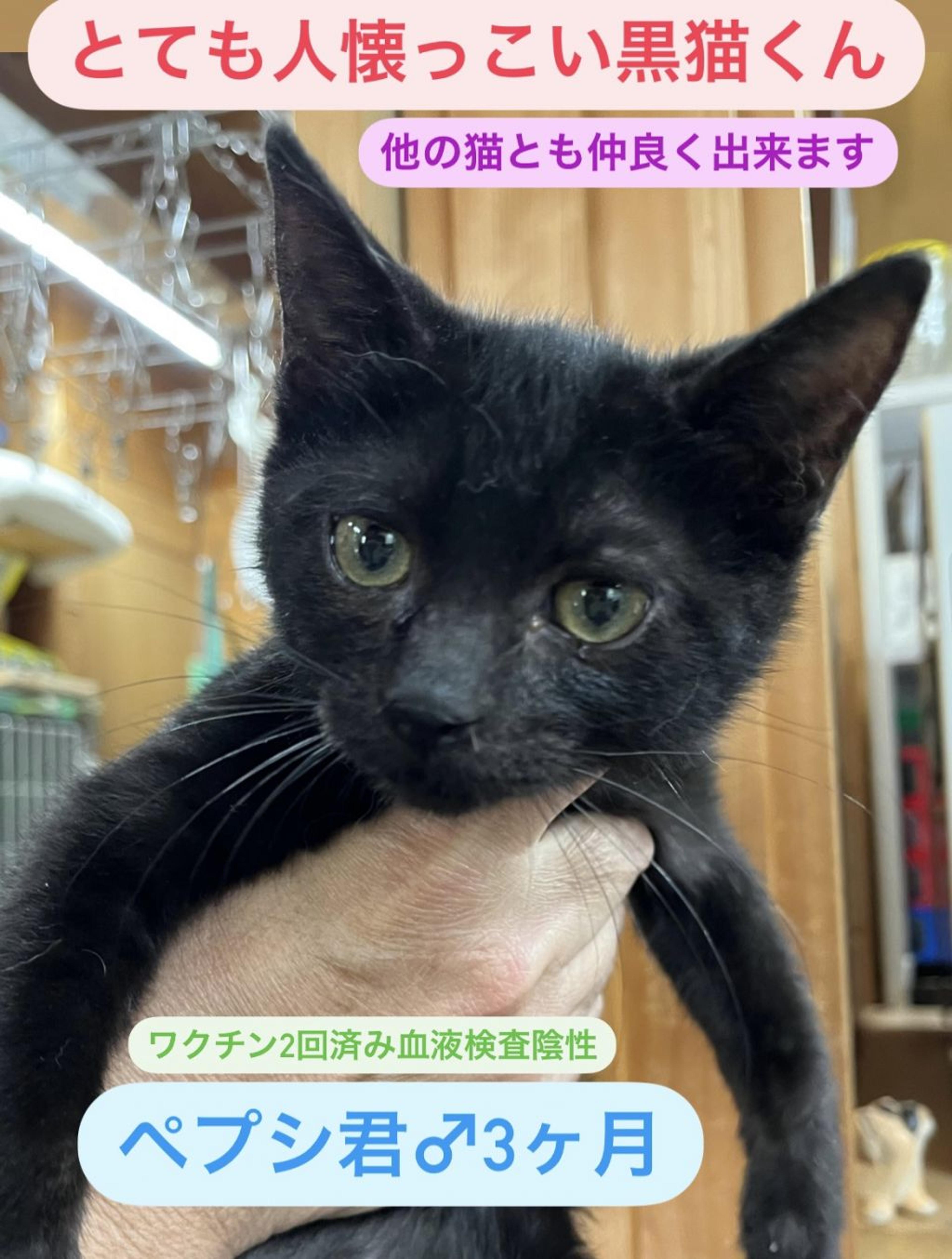 pet-image-8