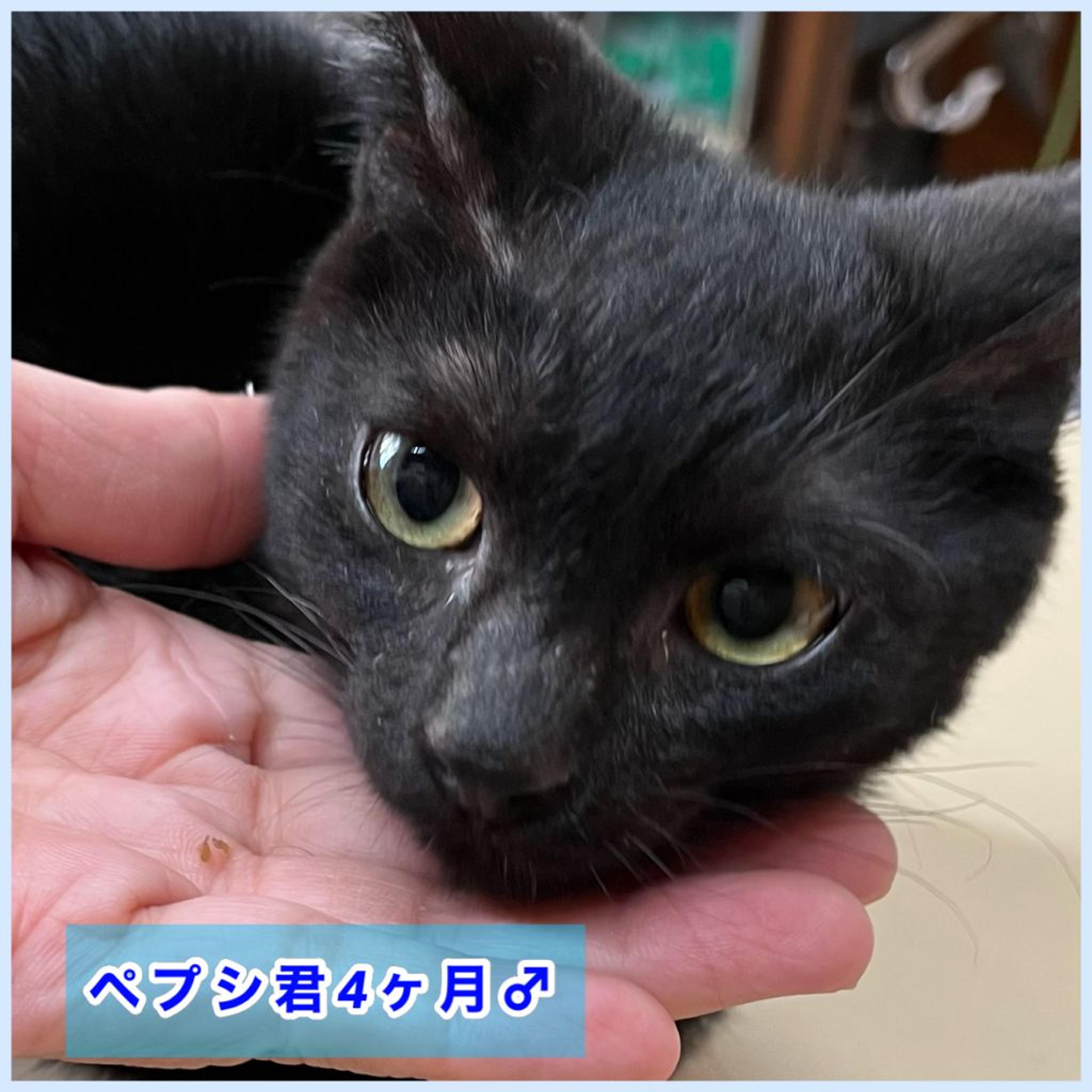 pet-image-2