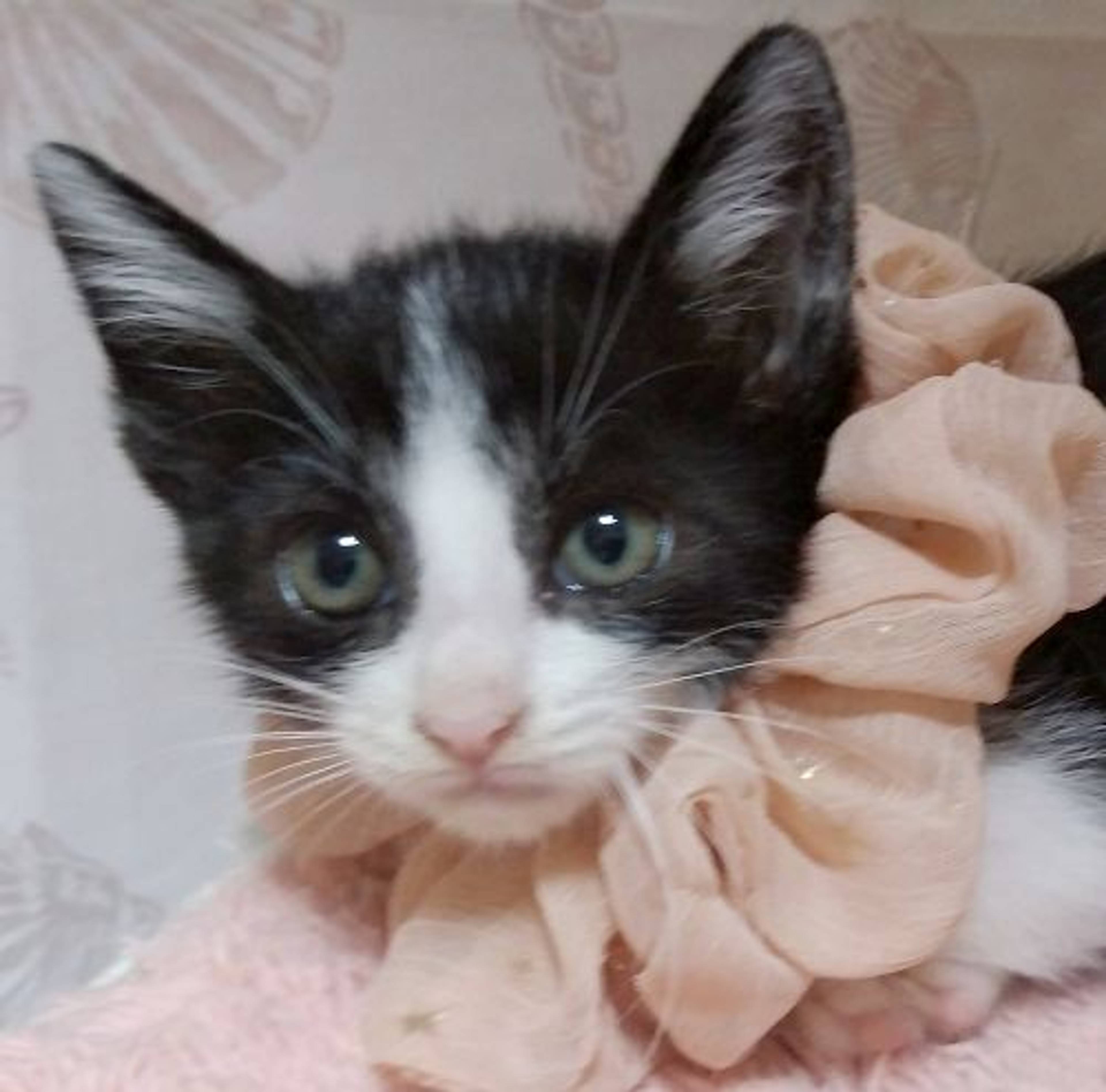 雑種（ミックス猫）・メスの里親募集の写真
