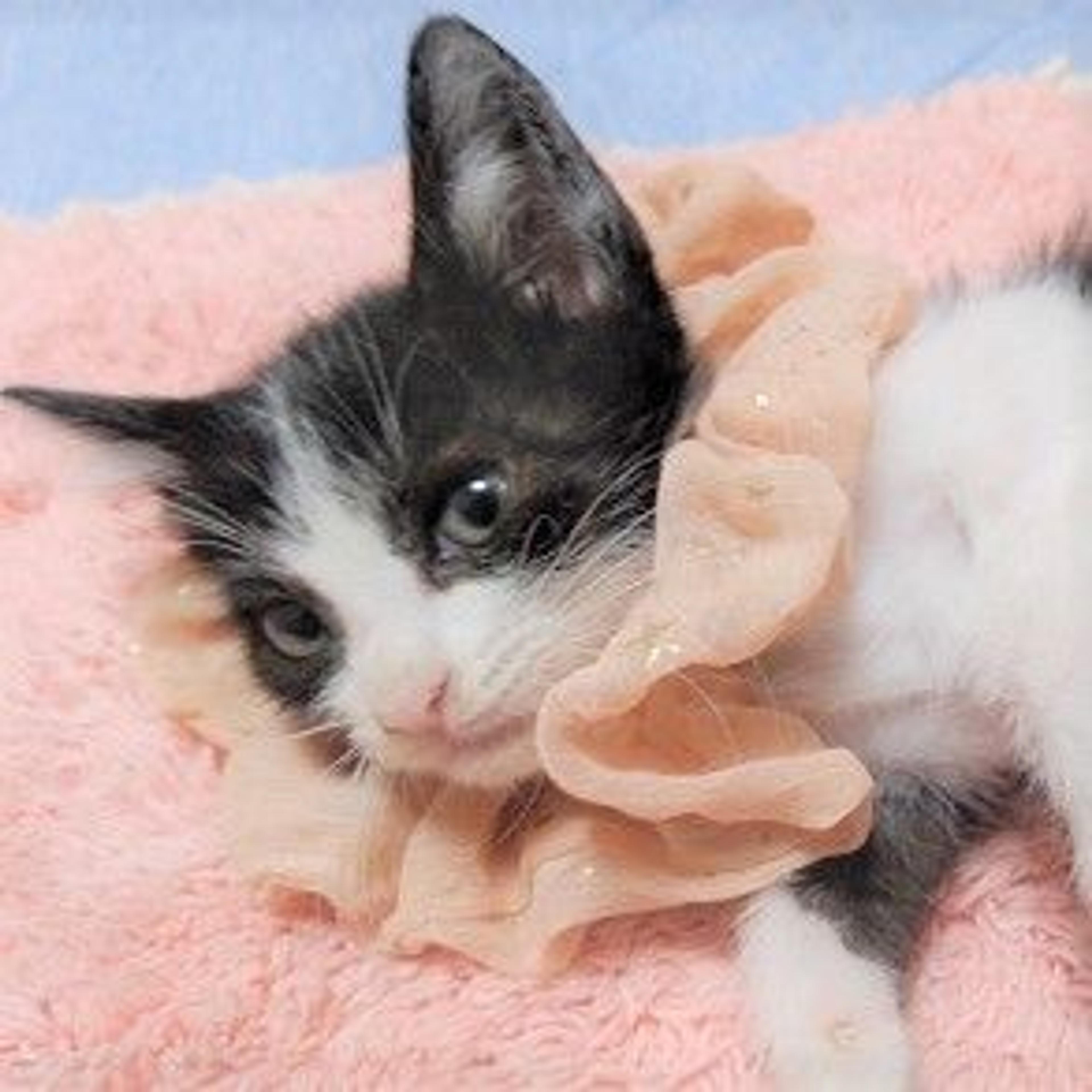 pet-image-2