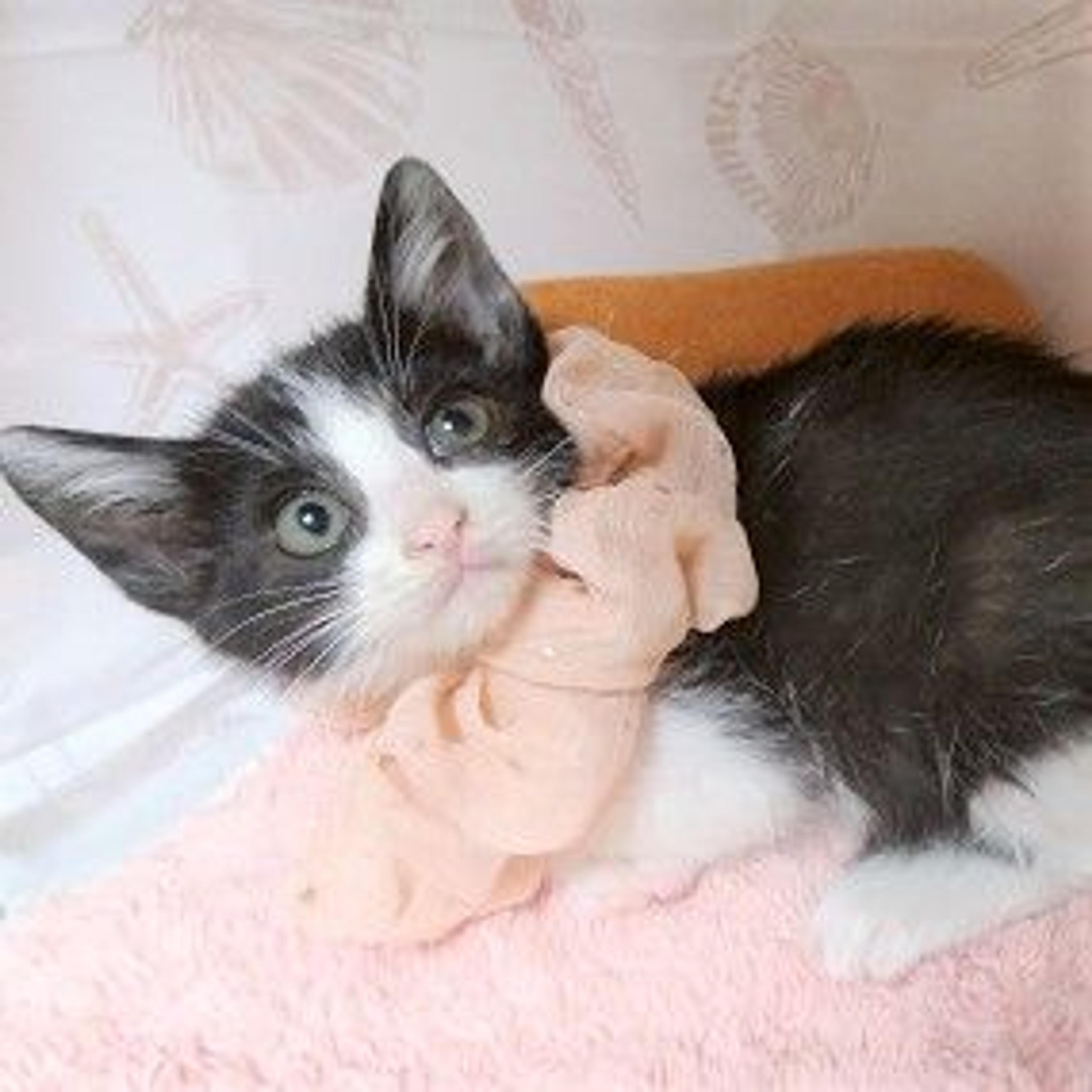 pet-image-3