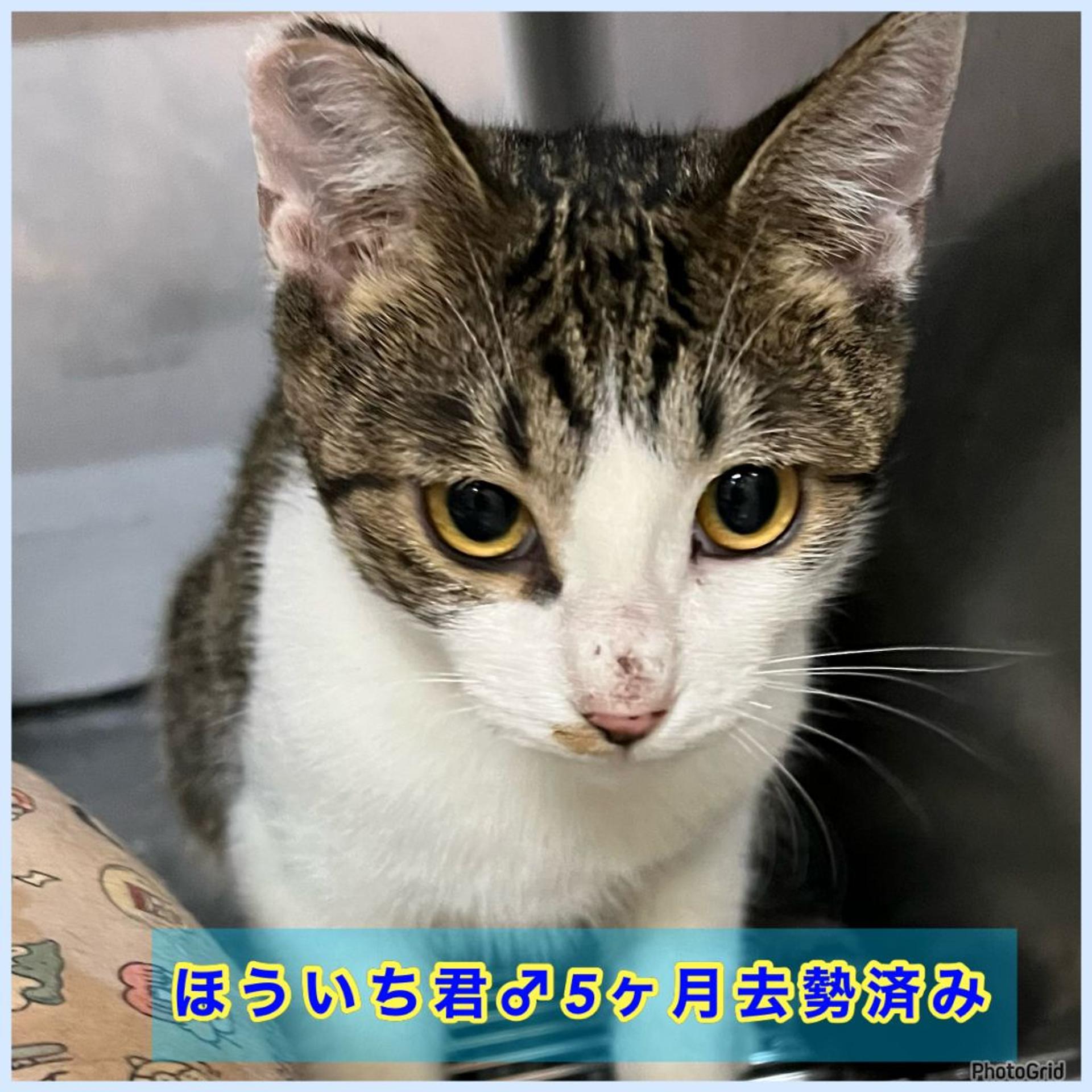 pet-image-3