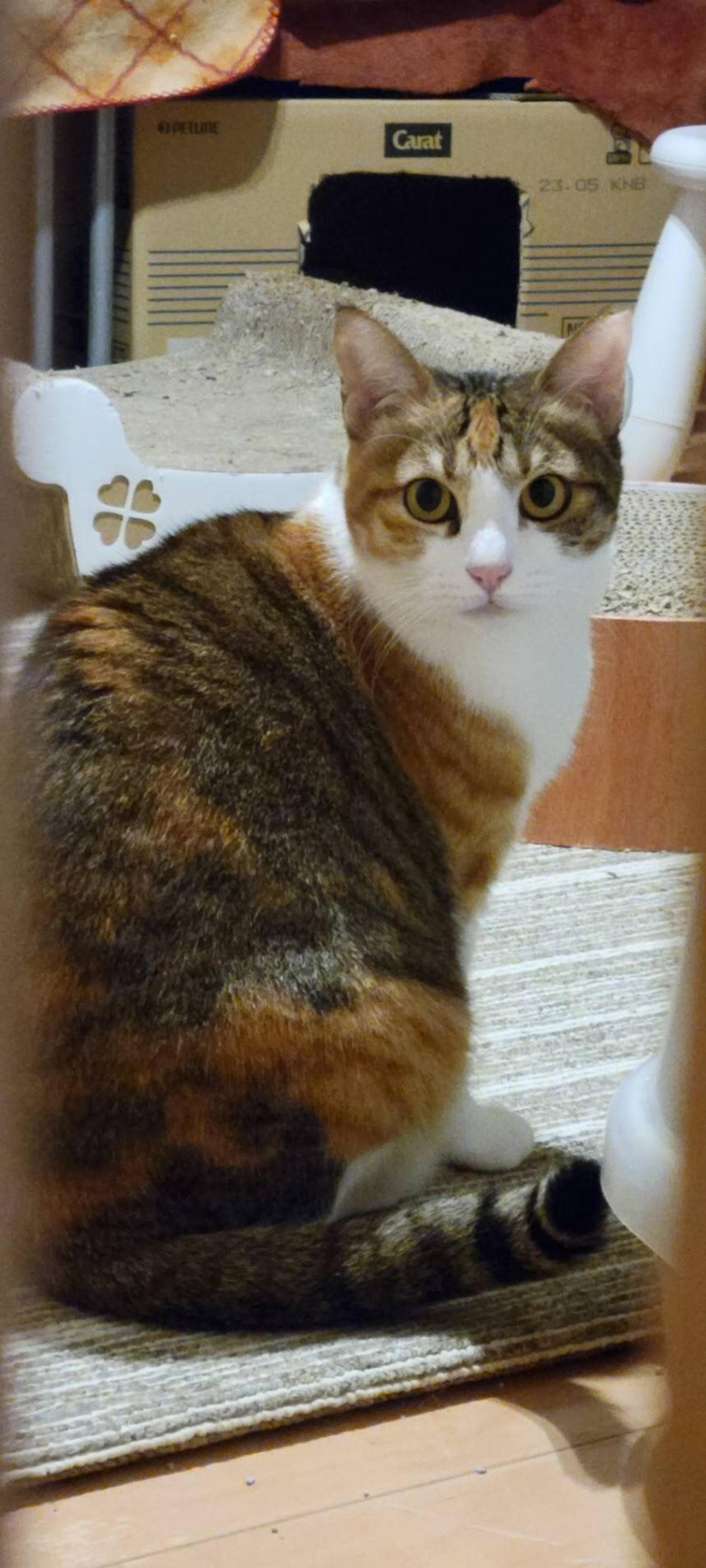 pet-image-4
