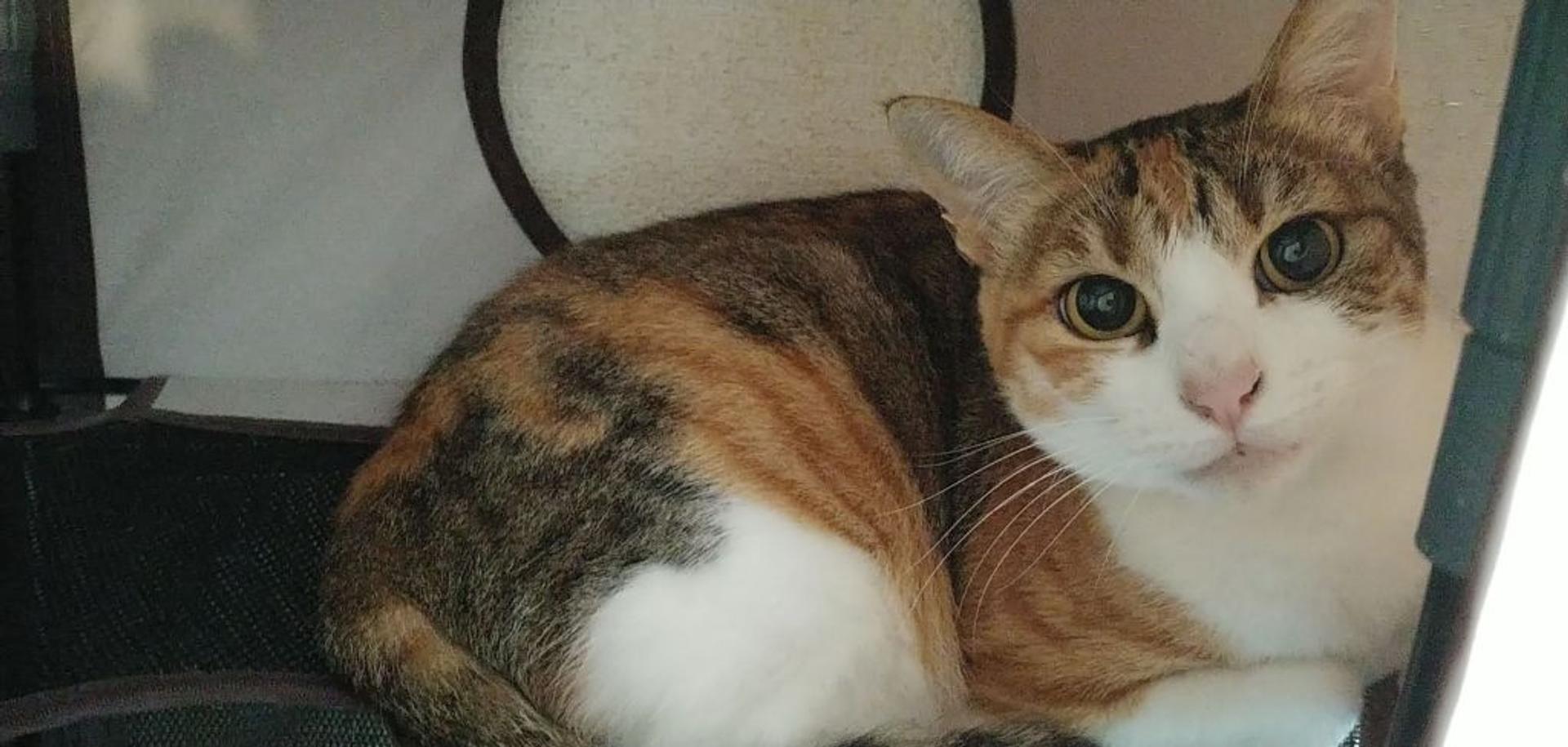 pet-image-5