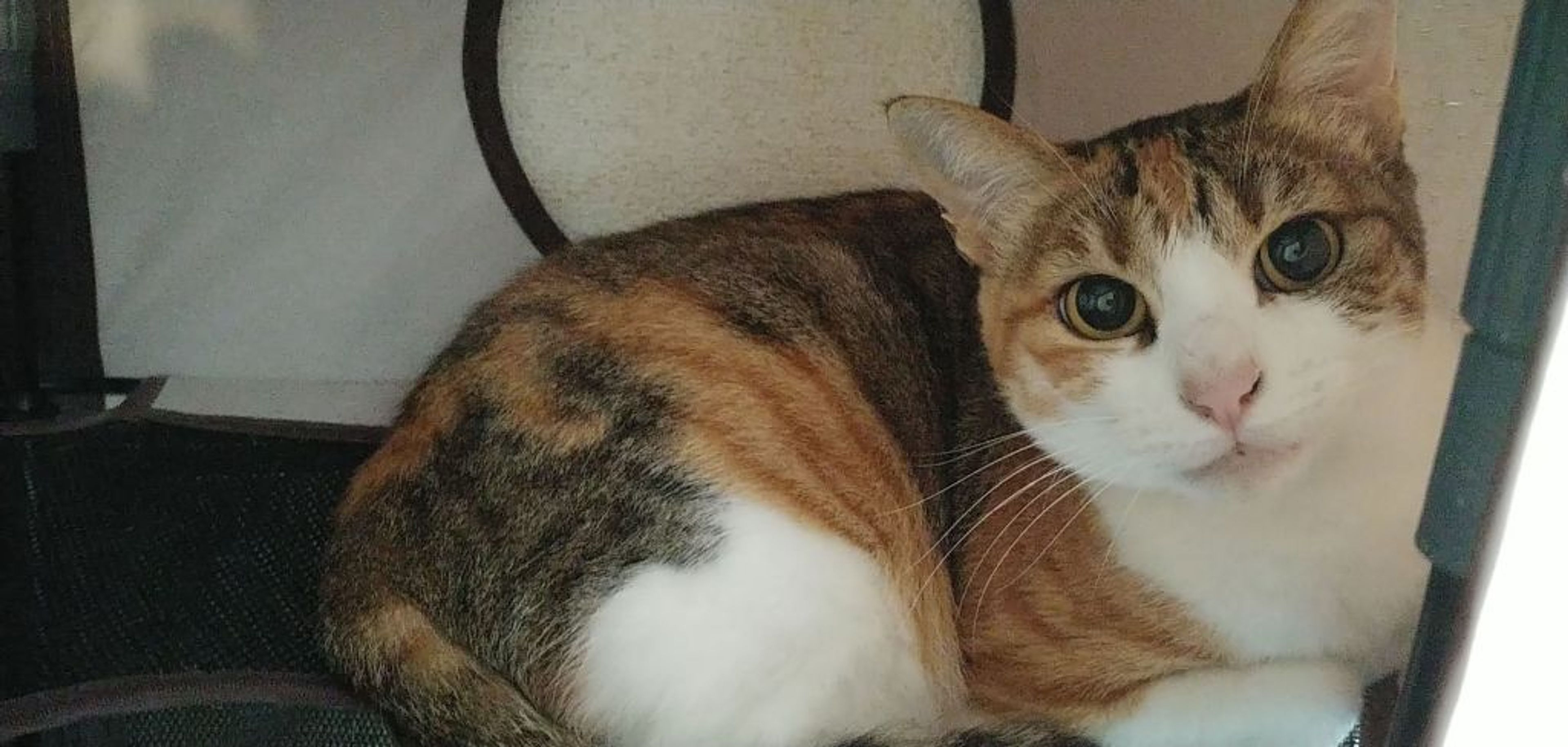 pet-image-5