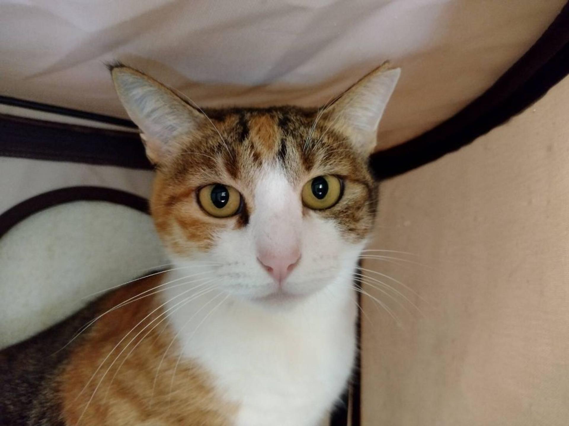 pet-image-6