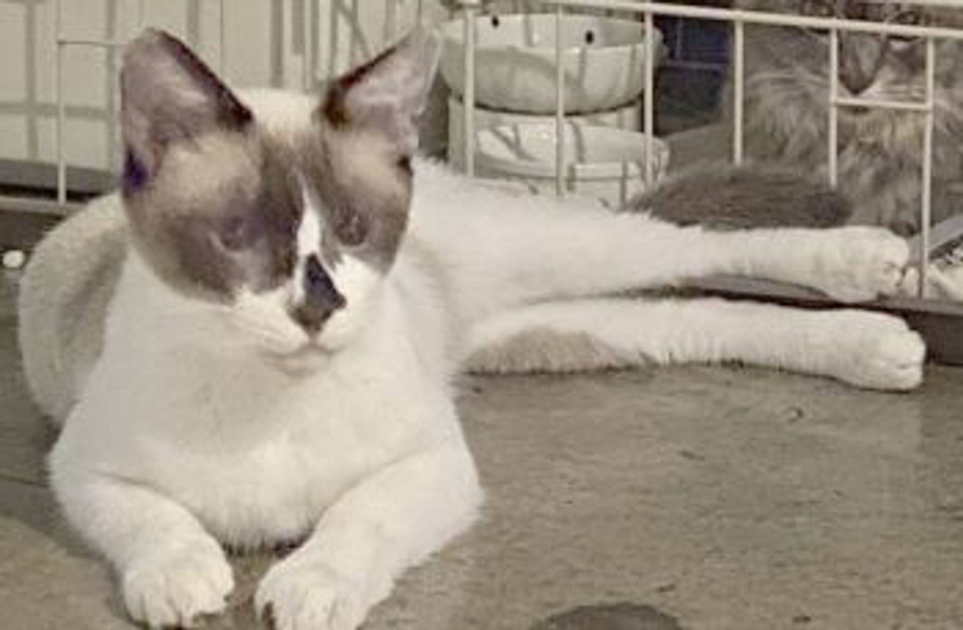雑種（ミックス猫）・メスの里親募集の写真