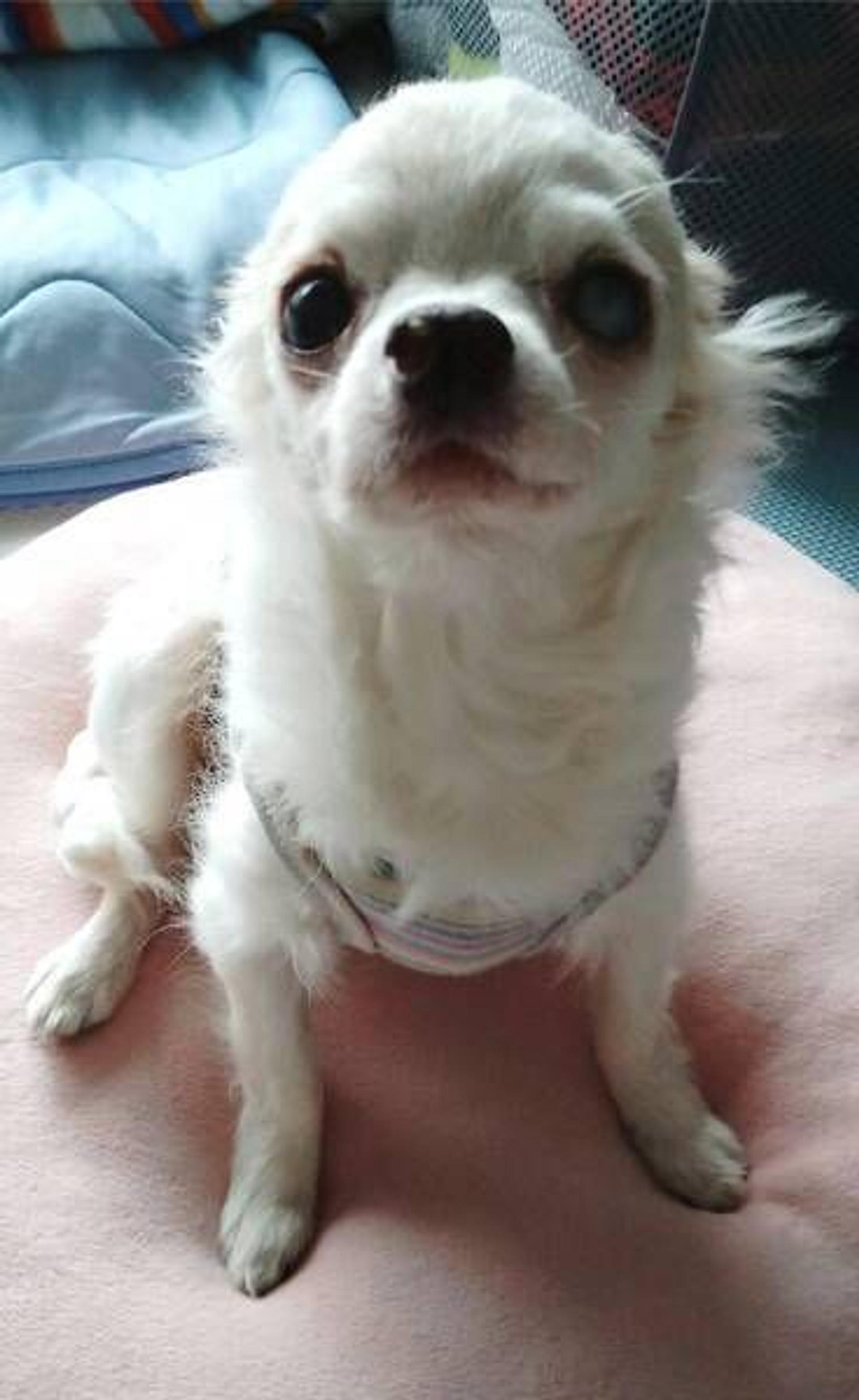 pet-image-2