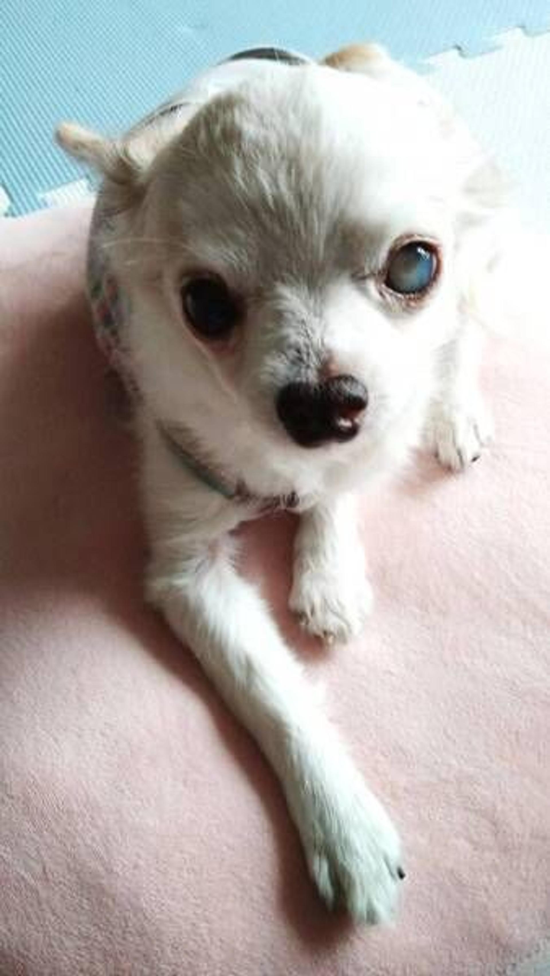 pet-image-3