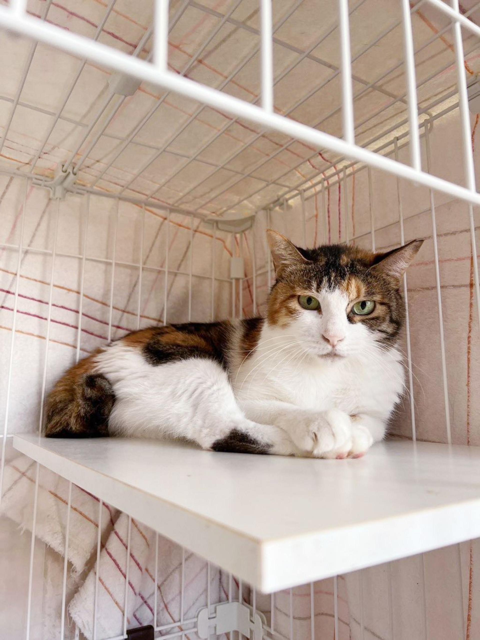 pet-image-2